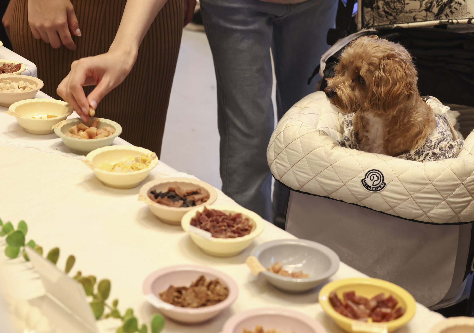 강아지;고양이;펫;애견;펫페어