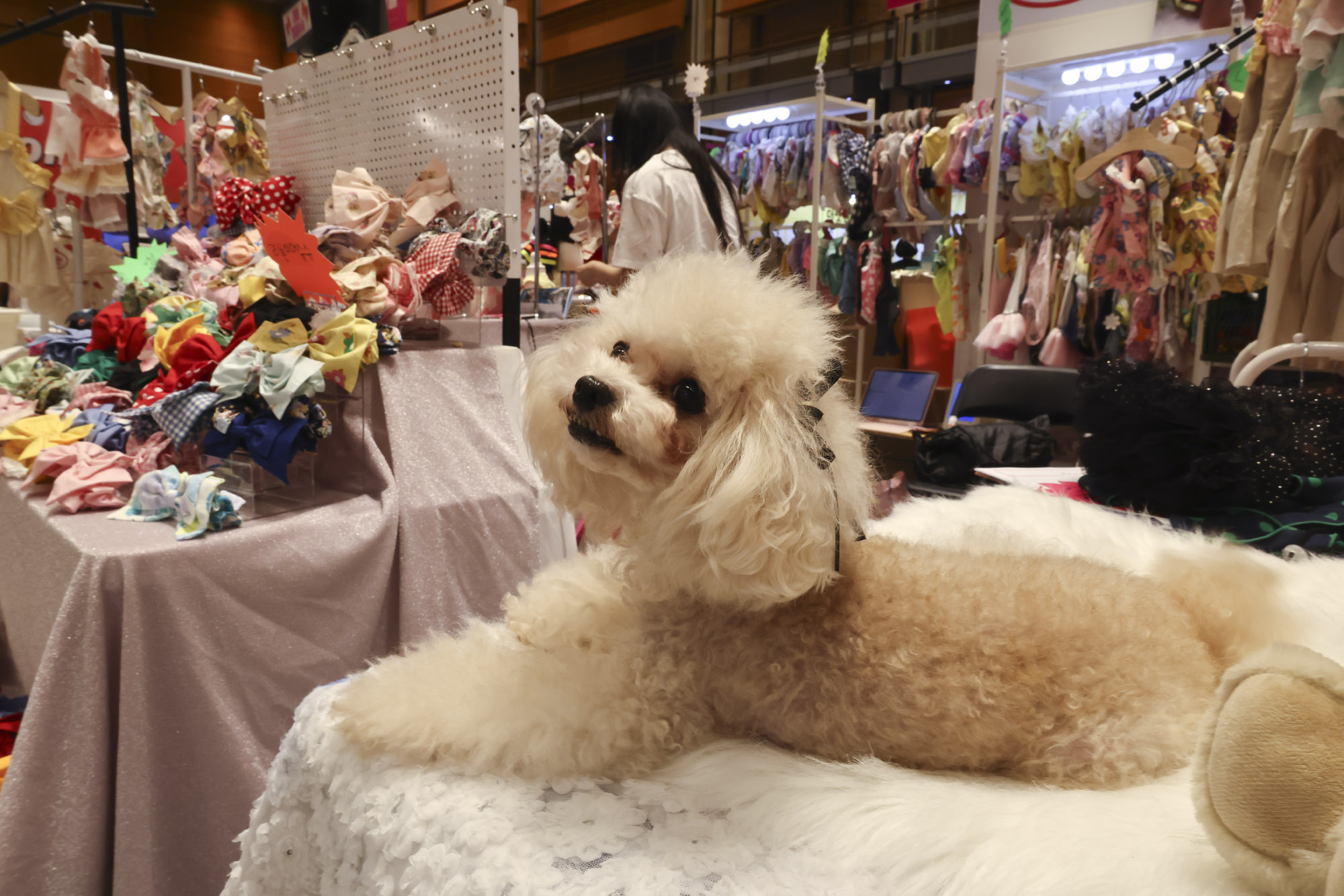 케이펫;애견;고양이;강아지;개;애완동물;반려동물