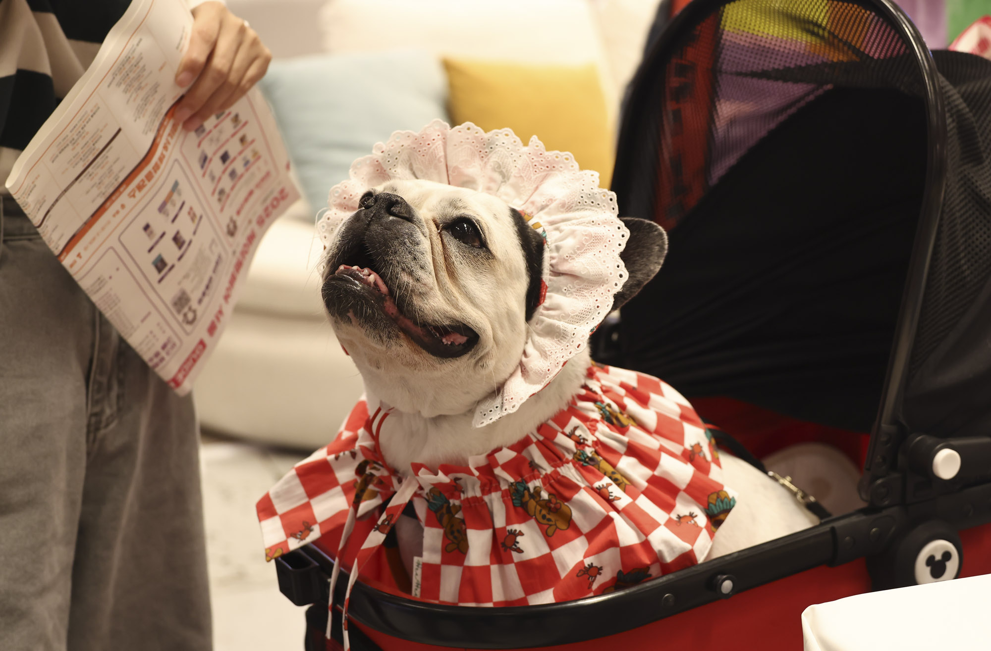 케이펫;애견;고양이;강아지;개;애완동물;반려동물