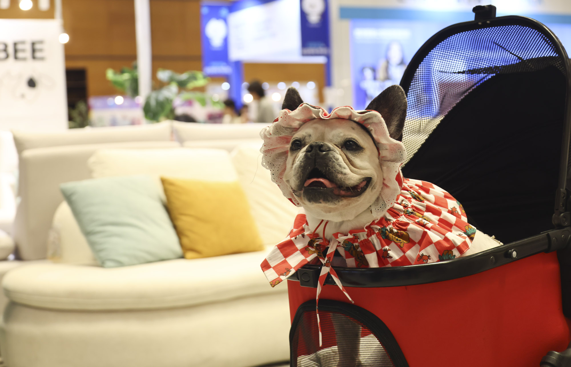 케이펫;애견;고양이;강아지;개;애완동물;반려동물