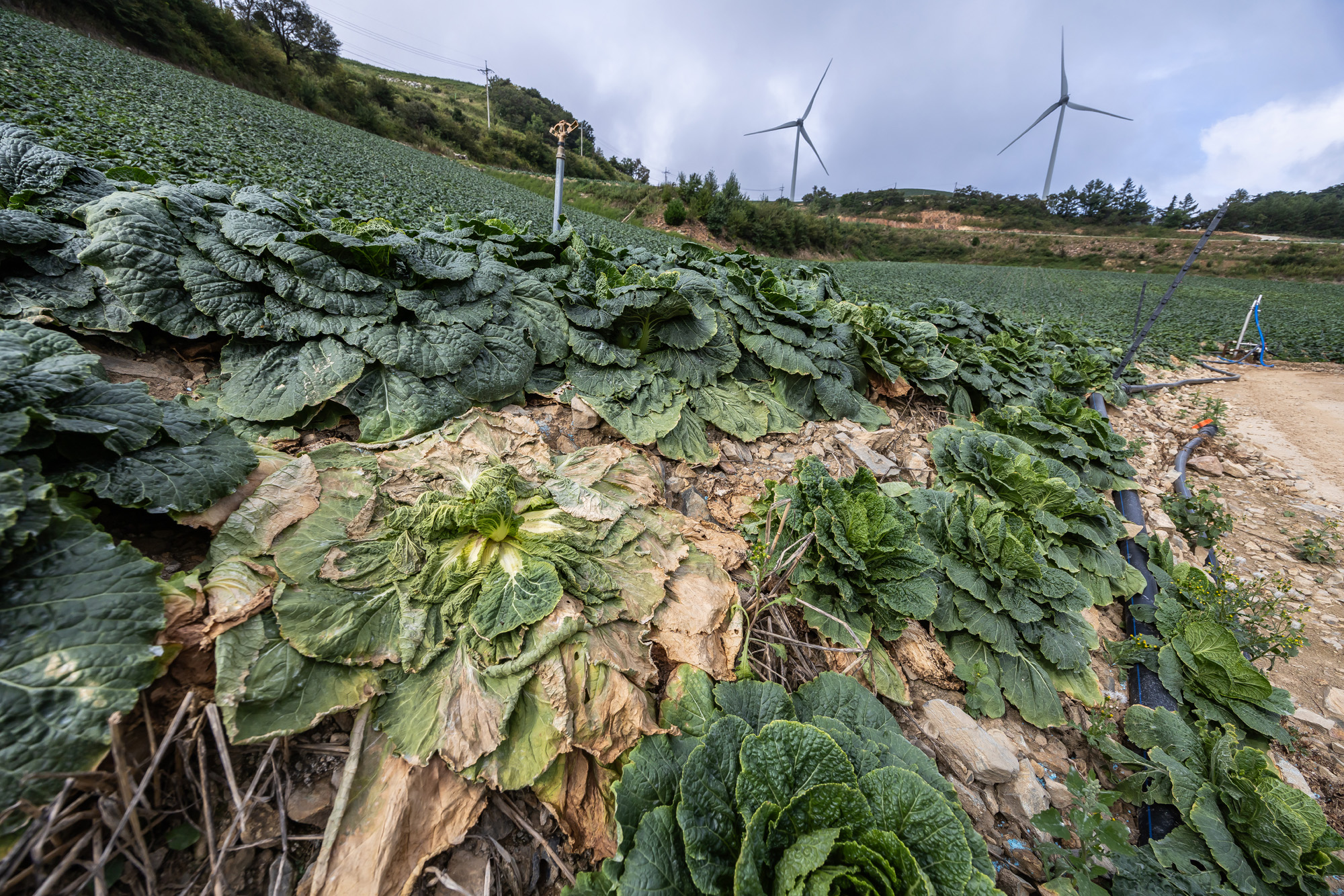 사회;자연재해;여름가뭄;사건사고;세태;강릉재난사태선포;강릉가뭄;강릉재난사태현장;강릉최악가뭄;강릉오봉저수지가뭄;강릉안반데기배추밭가뭄