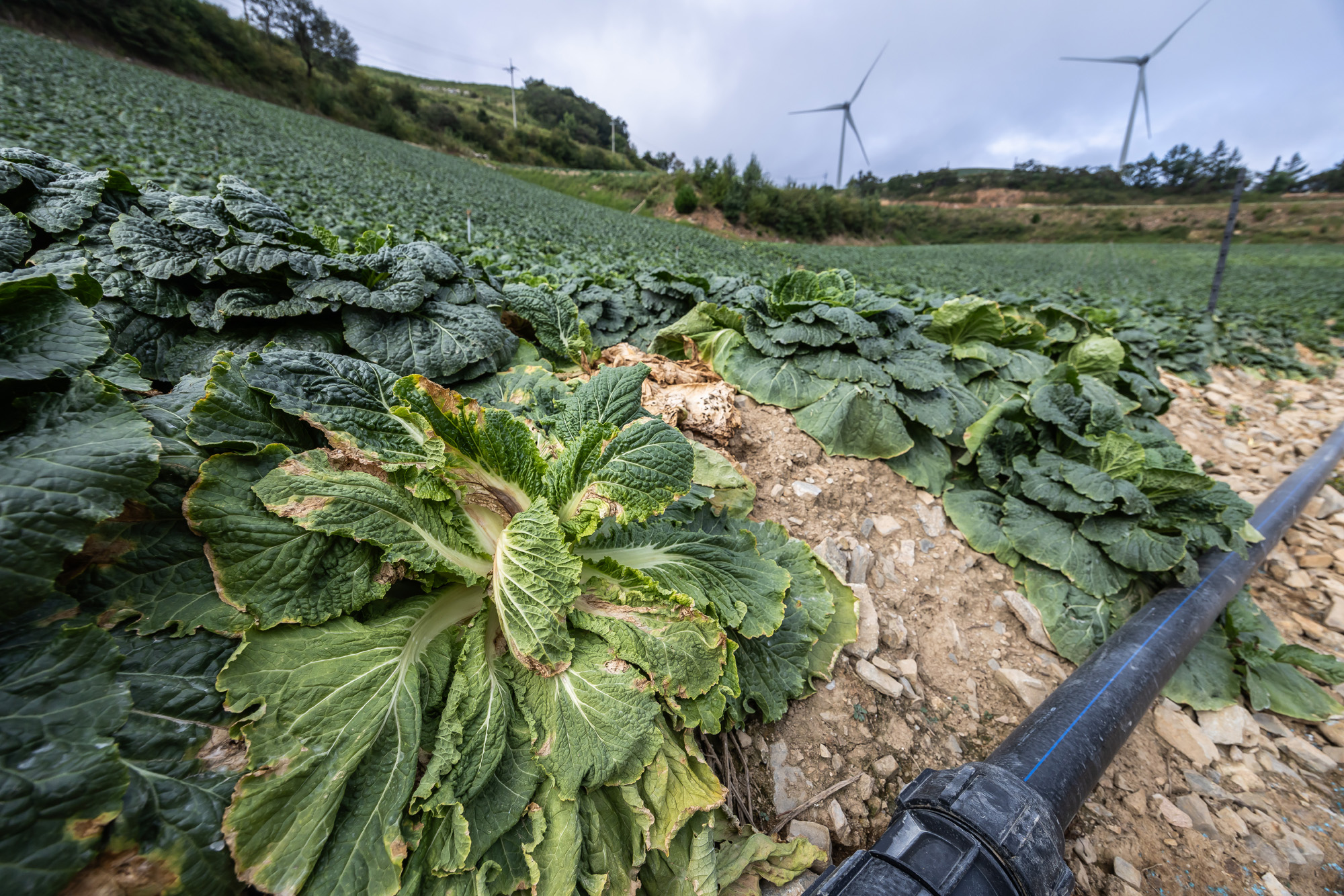 사회;자연재해;여름가뭄;사건사고;세태;강릉재난사태선포;강릉가뭄;강릉재난사태현장;강릉최악가뭄;강릉오봉저수지가뭄;강릉안반데기배추밭가뭄