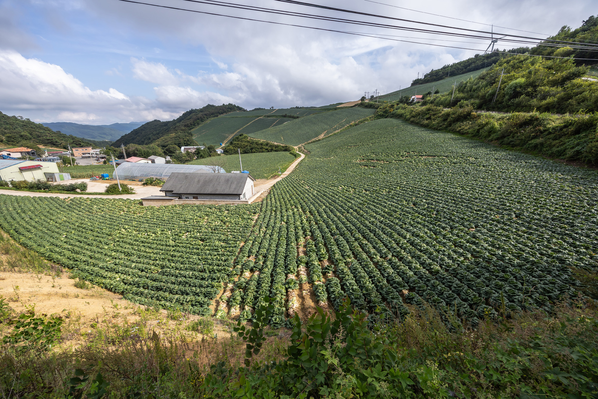 사회;자연재해;여름가뭄;사건사고;세태;강릉재난사태선포;강릉가뭄;강릉재난사태현장;강릉최악가뭄;강릉오봉저수지가뭄;강릉안반데기배추밭가뭄