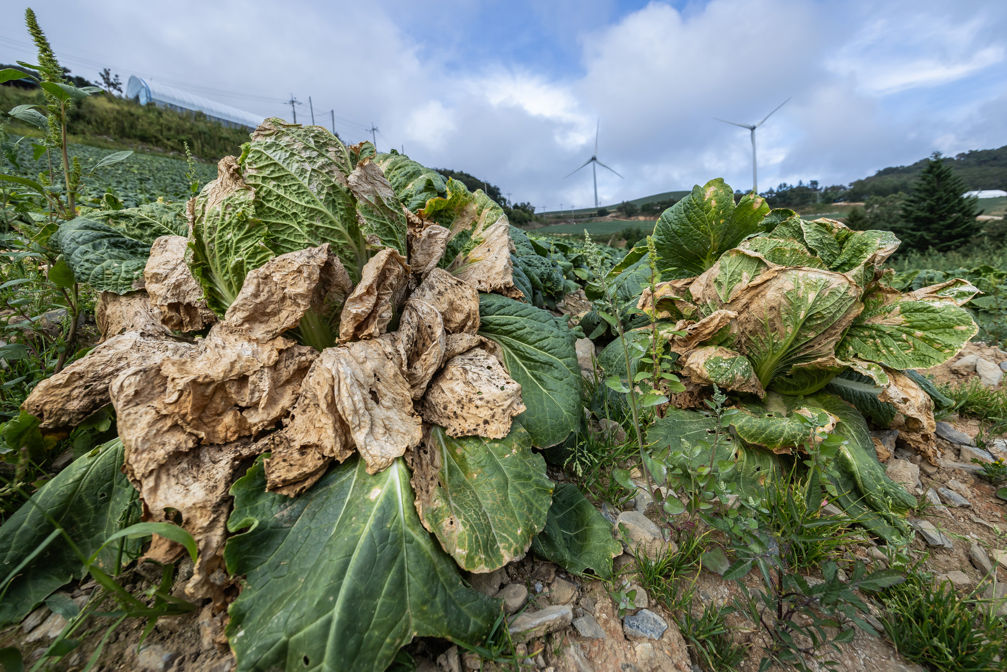 사회;자연재해;여름가뭄;사건사고;세태;강릉재난사태선포;강릉가뭄;강릉재난사태현장;강릉최악가뭄;강릉오봉저수지가뭄;강릉안반데기배추밭가뭄