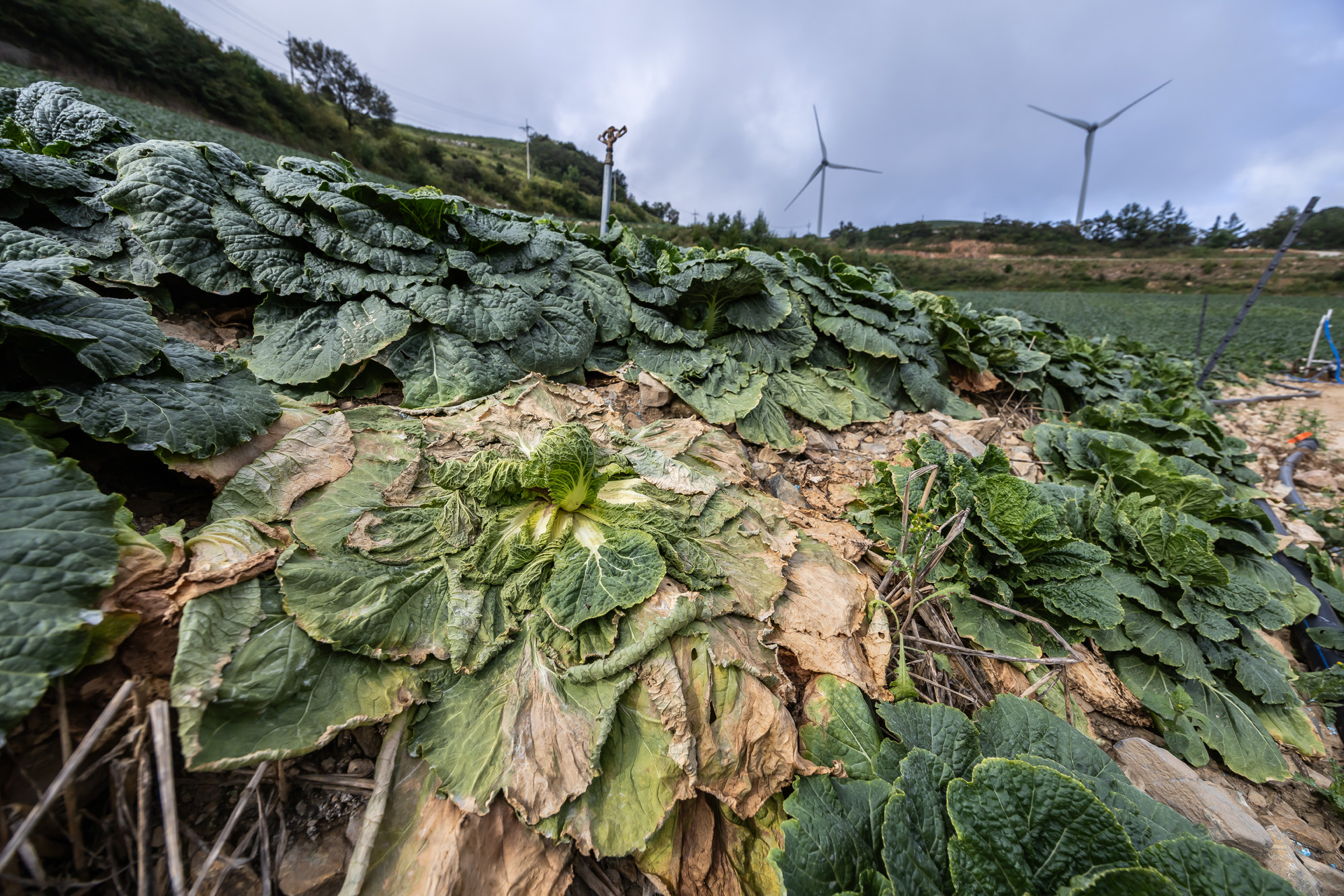 사회;자연재해;여름가뭄;사건사고;세태;강릉재난사태선포;강릉가뭄;강릉재난사태현장;강릉최악가뭄;강릉오봉저수지가뭄;강릉안반데기배추밭가뭄