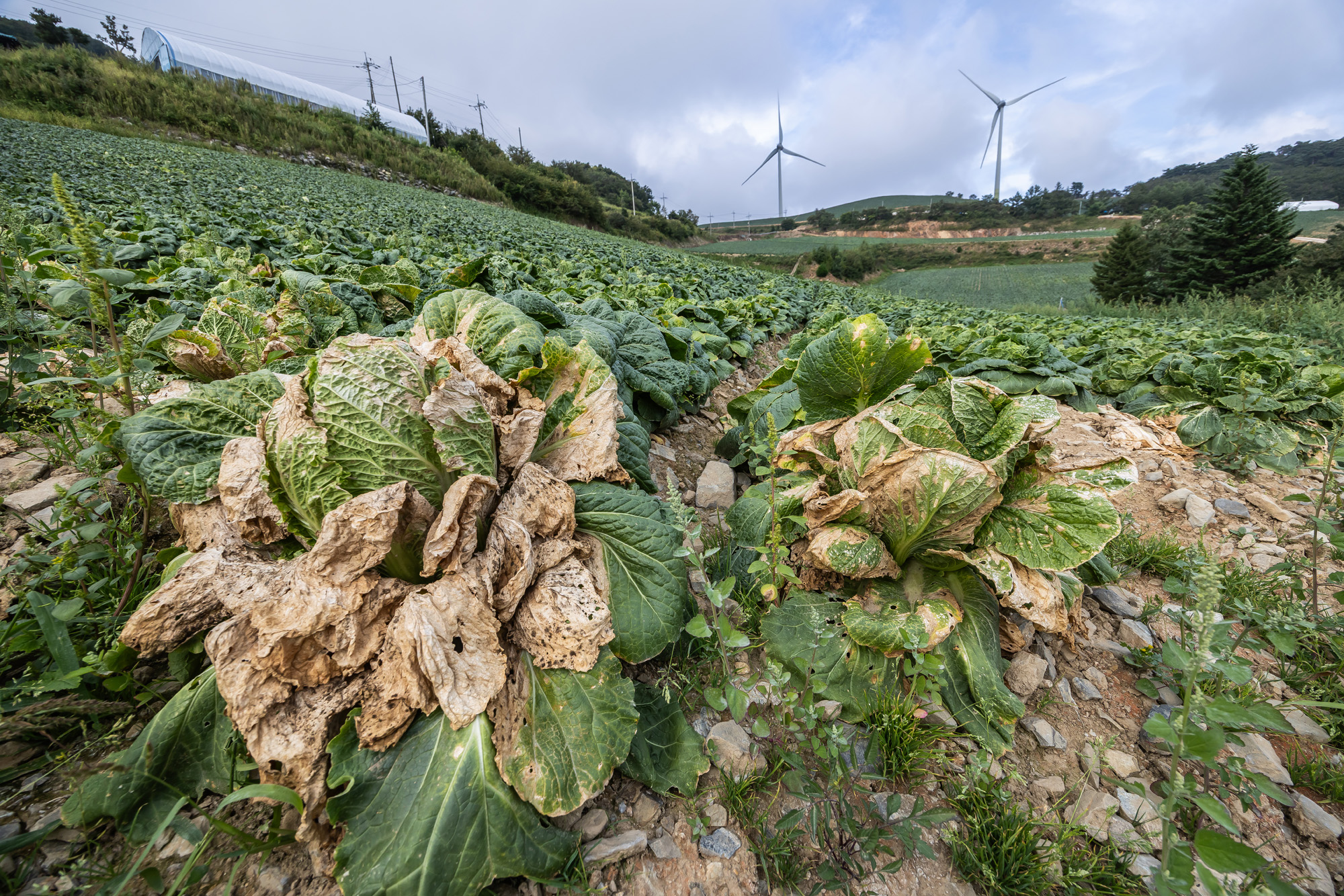 사회;자연재해;여름가뭄;사건사고;세태;강릉재난사태선포;강릉가뭄;강릉재난사태현장;강릉최악가뭄;강릉오봉저수지가뭄;강릉안반데기배추밭가뭄