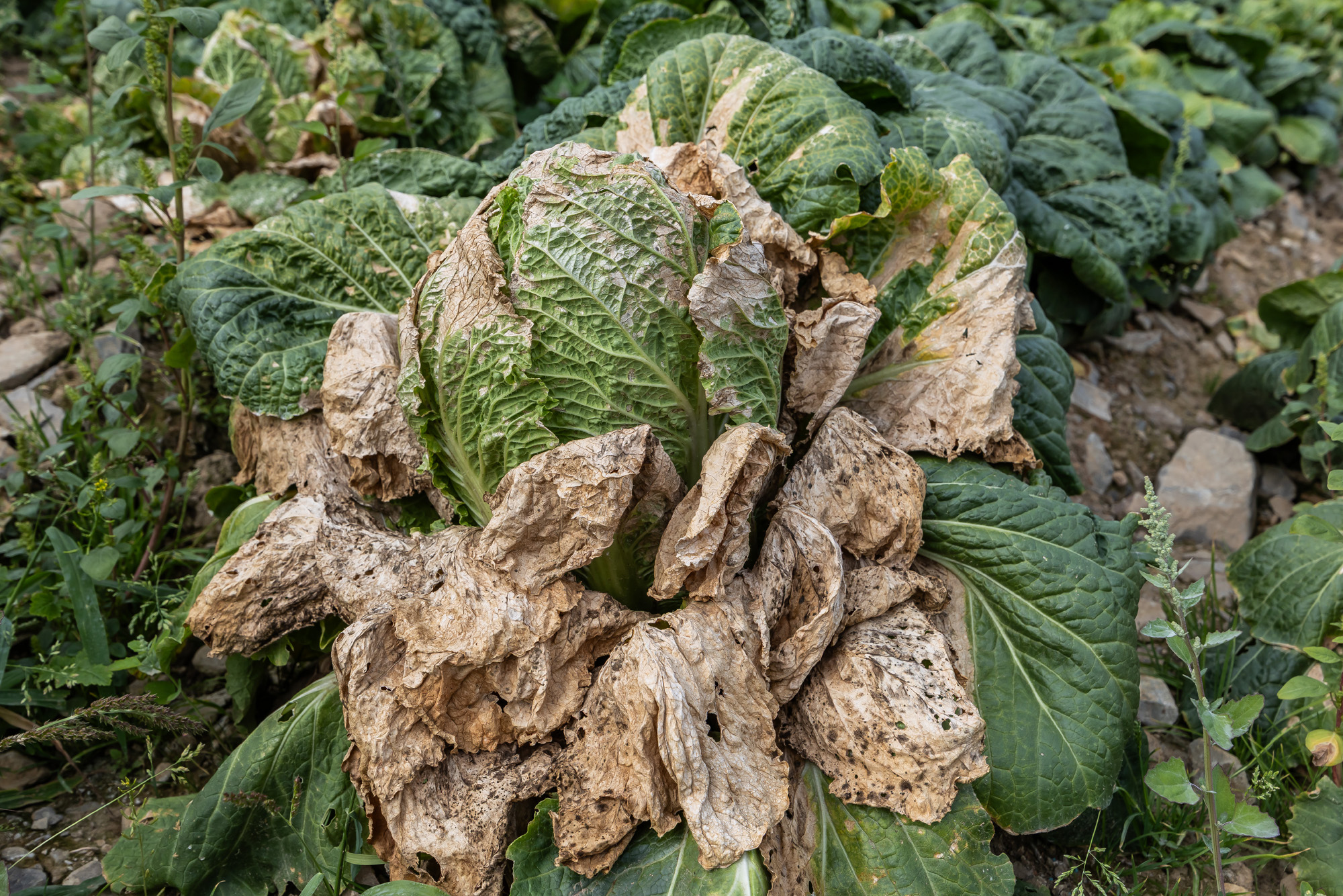 사회;자연재해;여름가뭄;사건사고;세태;강릉재난사태선포;강릉가뭄;강릉재난사태현장;강릉최악가뭄;강릉오봉저수지가뭄;강릉안반데기배추밭가뭄