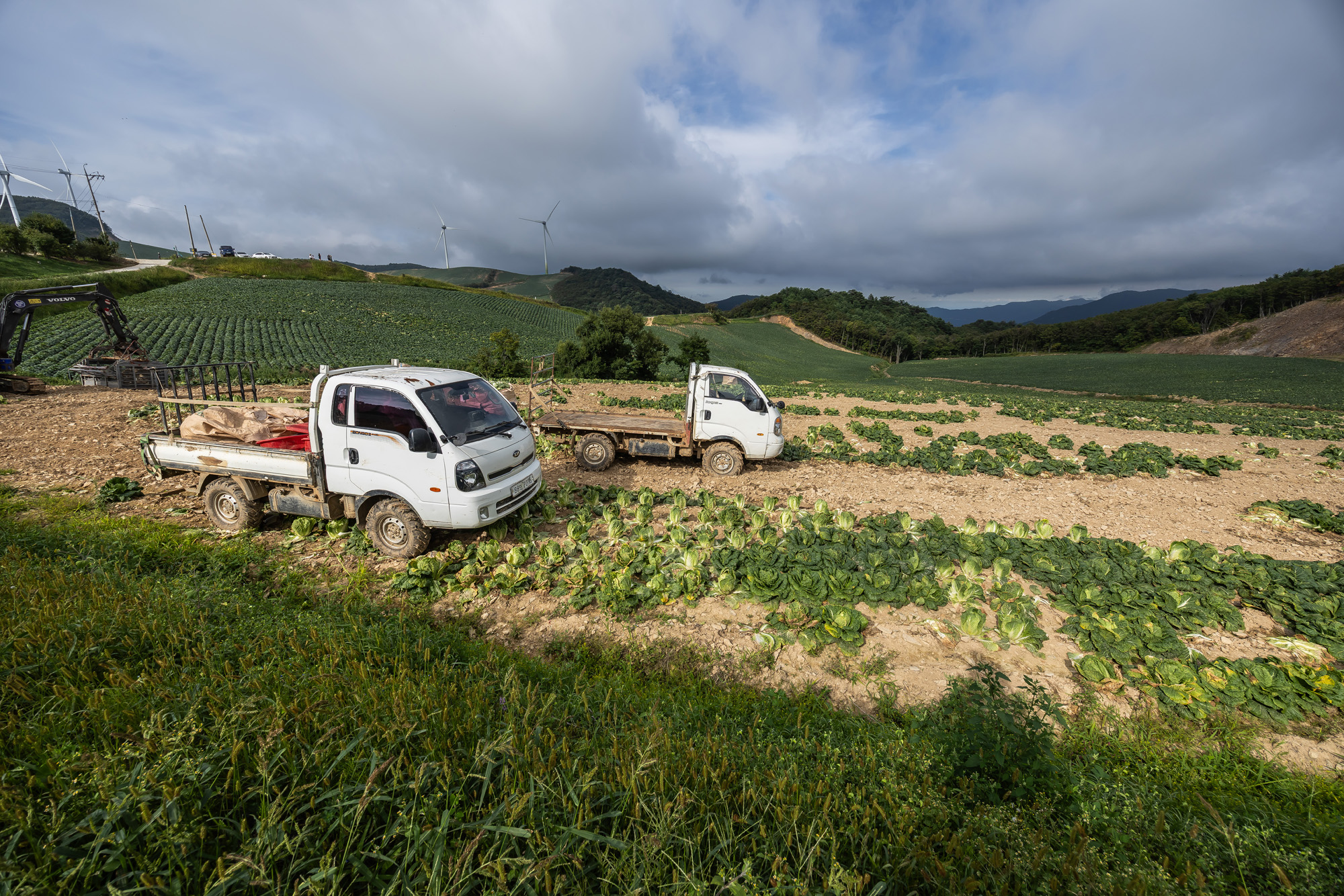 사회;자연재해;여름가뭄;사건사고;세태;강릉재난사태선포;강릉가뭄;강릉재난사태현장;강릉최악가뭄;강릉오봉저수지가뭄;강릉안반데기배추밭가뭄