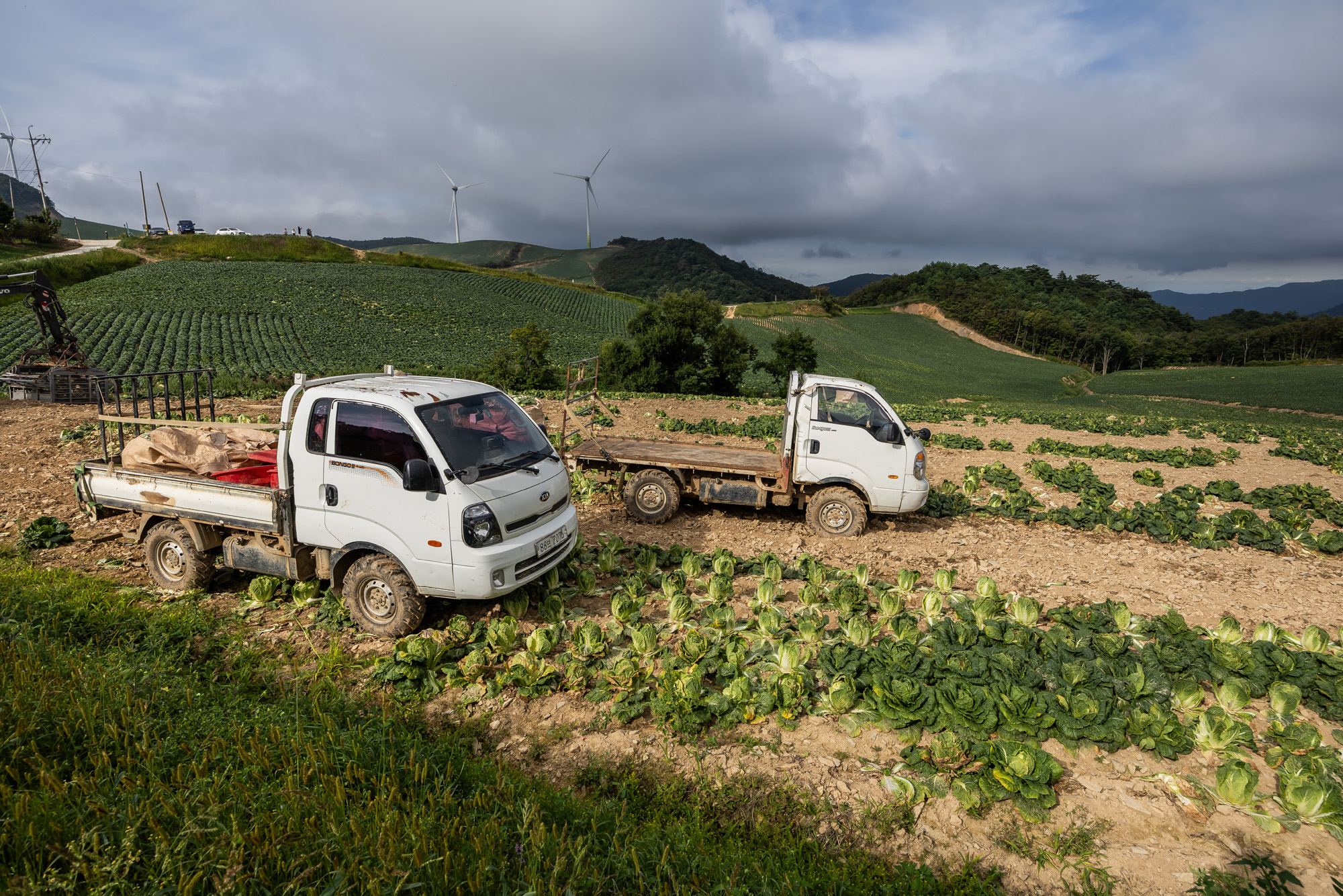 사회;자연재해;여름가뭄;사건사고;세태;강릉재난사태선포;강릉가뭄;강릉재난사태현장;강릉최악가뭄;강릉오봉저수지가뭄;강릉안반데기배추밭가뭄