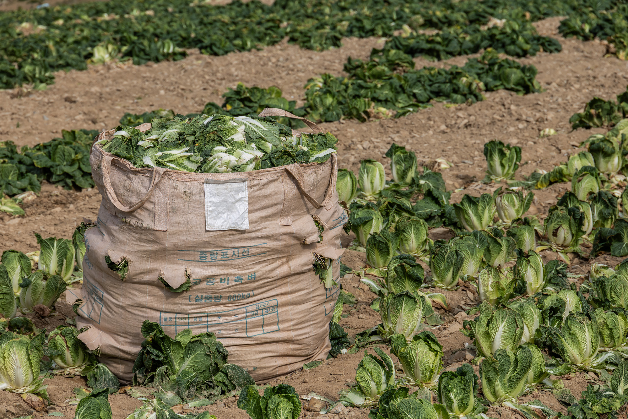사회;자연재해;여름가뭄;사건사고;세태;강릉재난사태선포;강릉가뭄;강릉재난사태현장;강릉최악가뭄;강릉오봉저수지가뭄;강릉안반데기배추밭가뭄