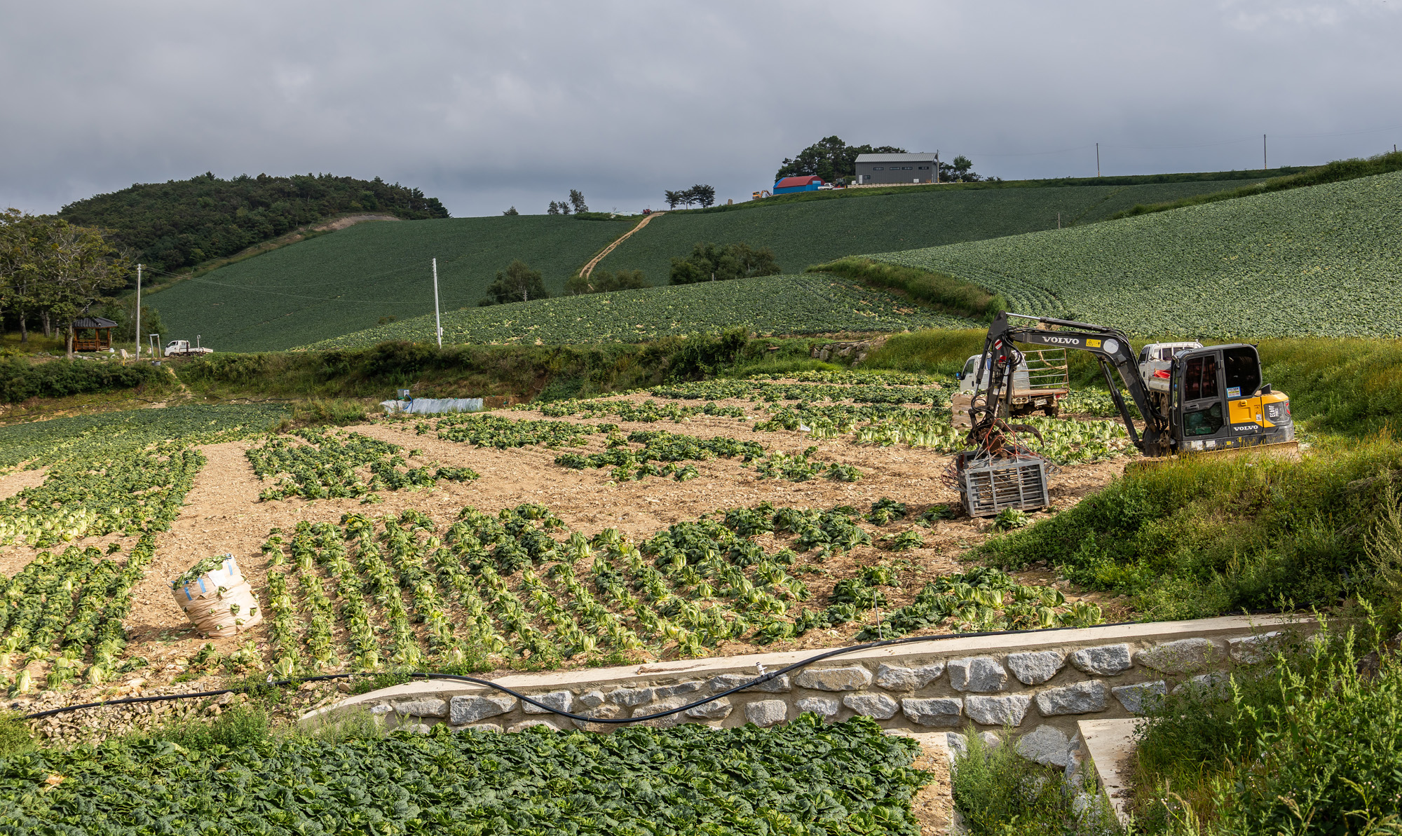 사회;자연재해;여름가뭄;사건사고;세태;강릉재난사태선포;강릉가뭄;강릉재난사태현장;강릉최악가뭄;강릉오봉저수지가뭄;강릉안반데기배추밭가뭄
