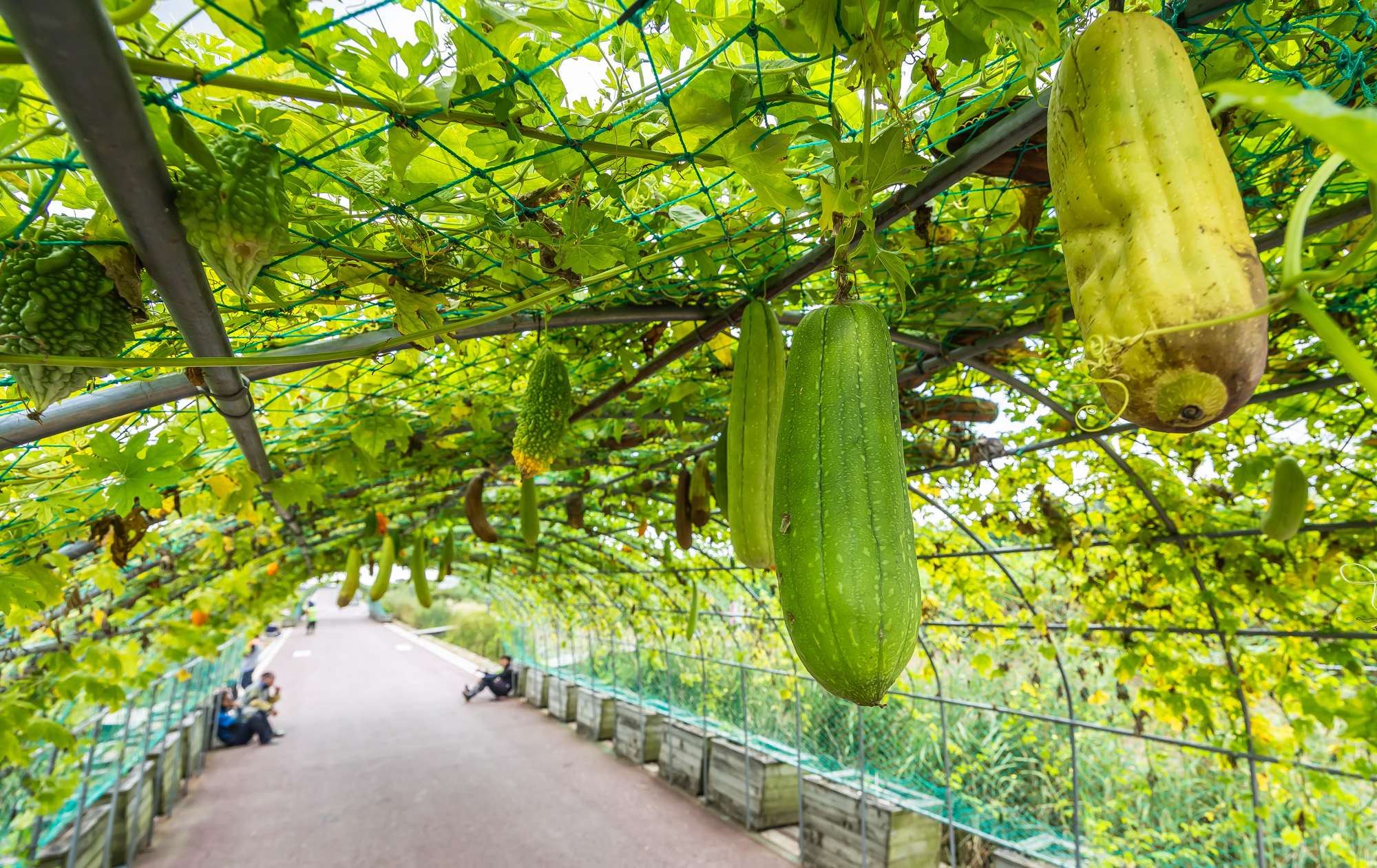 사회;계절;계절스케치;가을스케치;가을무더위;하늘공원;하늘공원가을스케치