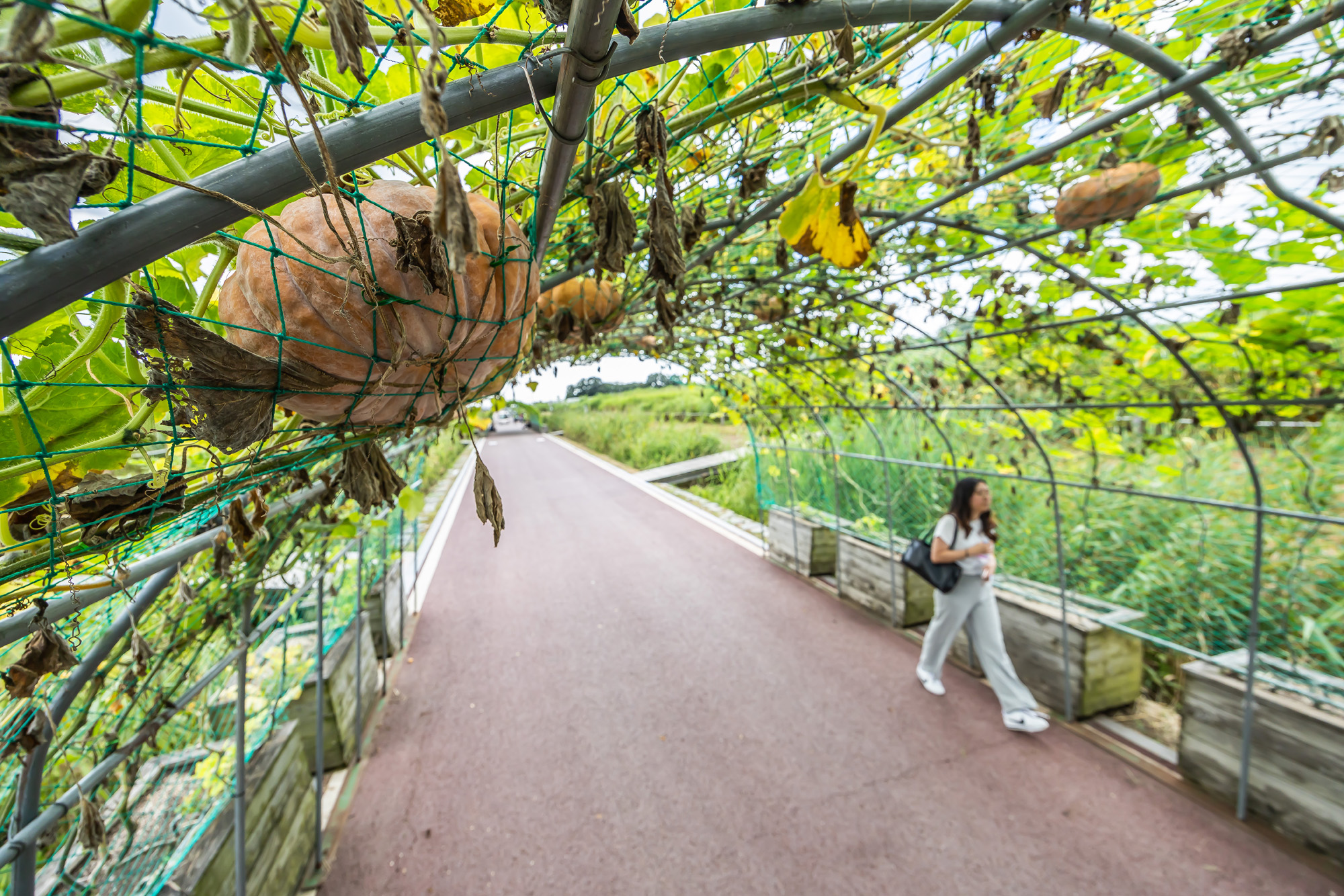 사회;계절;계절스케치;가을스케치;가을무더위;하늘공원;하늘공원가을스케치
