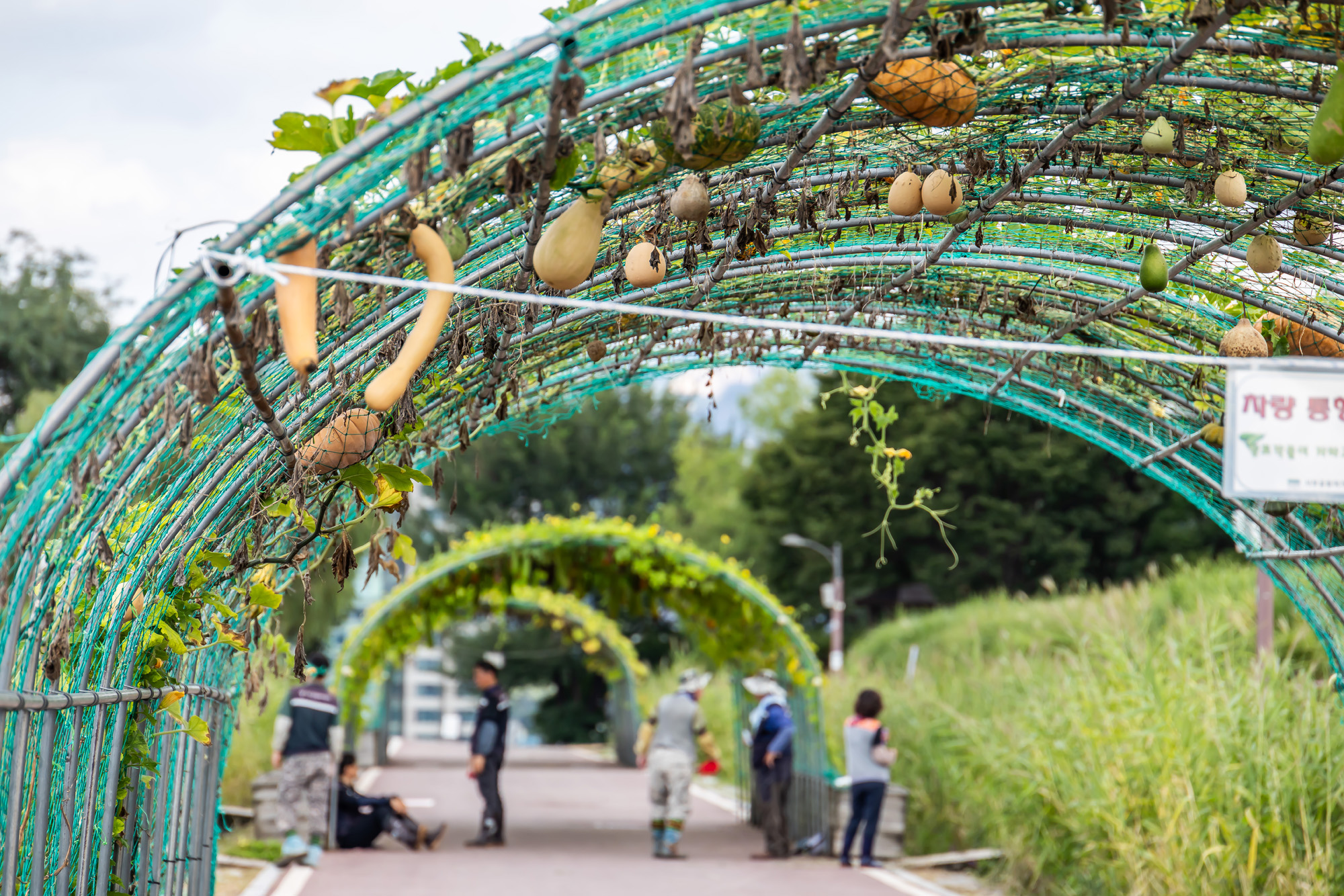 사회;계절;계절스케치;가을스케치;가을무더위;하늘공원;하늘공원가을스케치