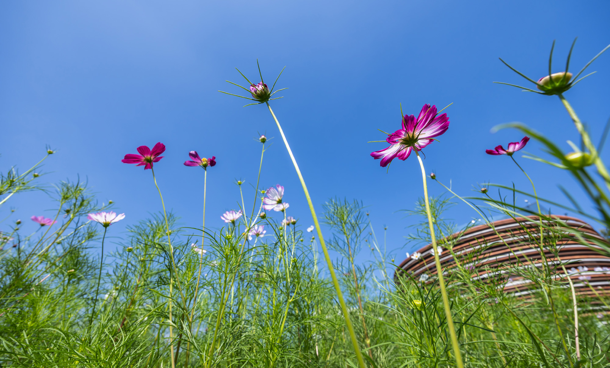 사회;세태;계절스케치;가을스케치;가을하늘;가을꽃;가을코스모스;열린송현녹지광장
