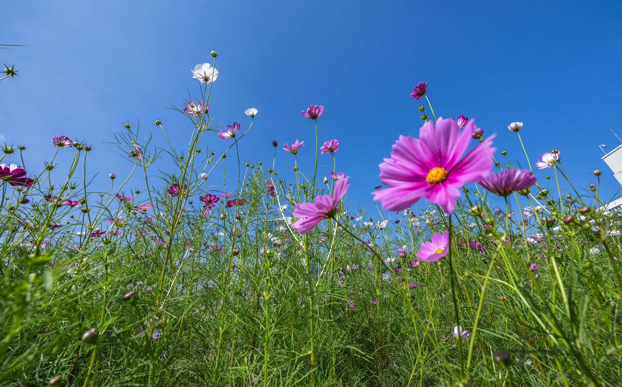 사회;세태;계절스케치;가을스케치;가을하늘;가을꽃;가을코스모스;열린송현녹지광장