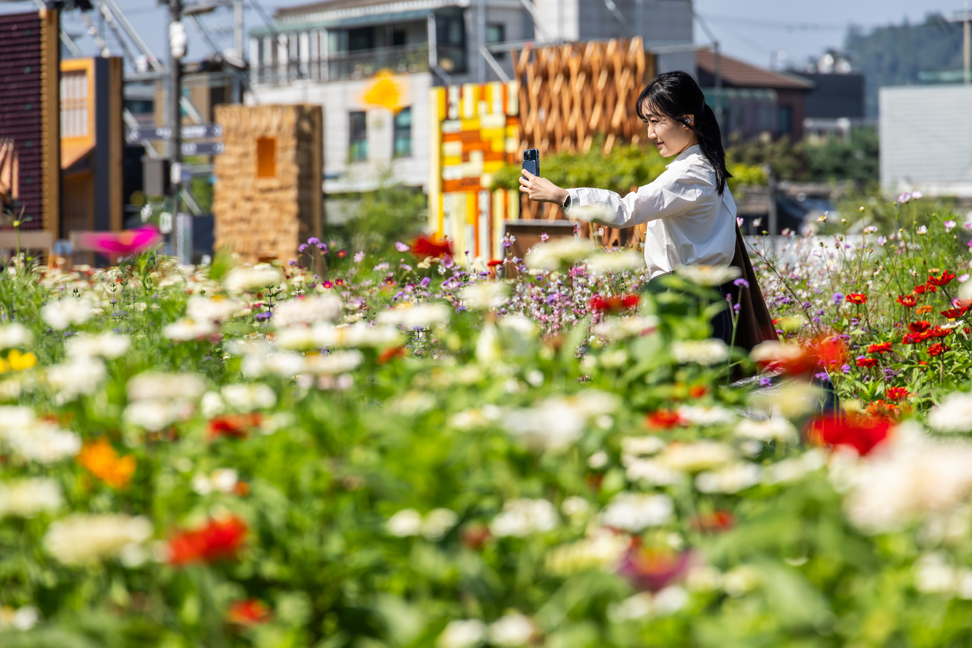 사회;세태;계절스케치;가을스케치;가을하늘;가을꽃;가을코스모스;열린송현녹지광장