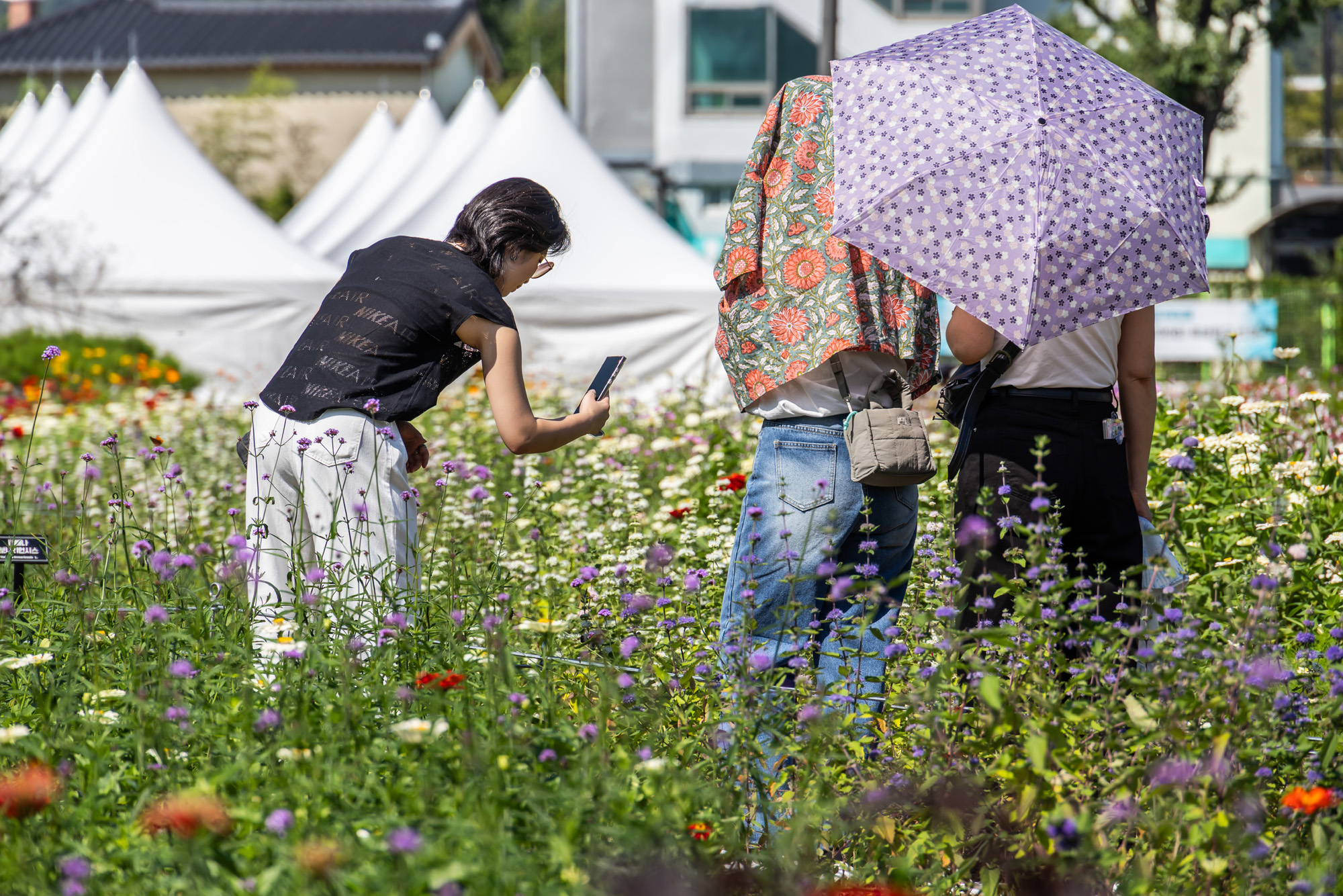 사회;세태;계절스케치;가을스케치;가을하늘;가을꽃;가을코스모스;열린송현녹지광장