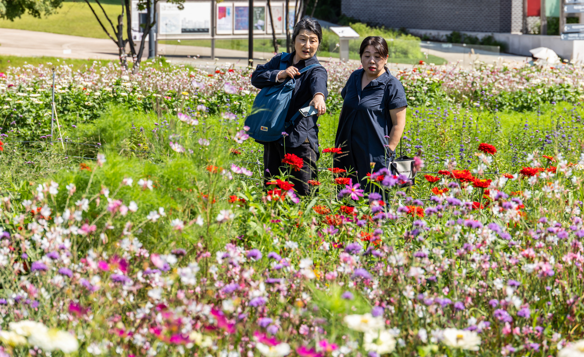 사회;세태;계절스케치;가을스케치;가을하늘;가을꽃;가을코스모스;열린송현녹지광장