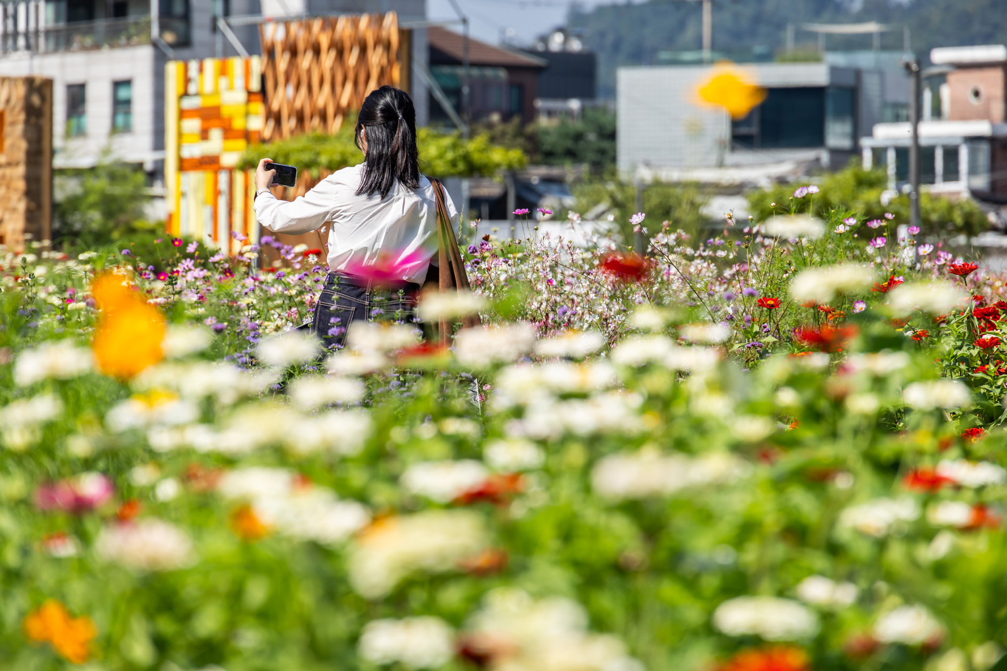 사회;세태;계절스케치;가을스케치;가을하늘;가을꽃;가을코스모스;열린송현녹지광장