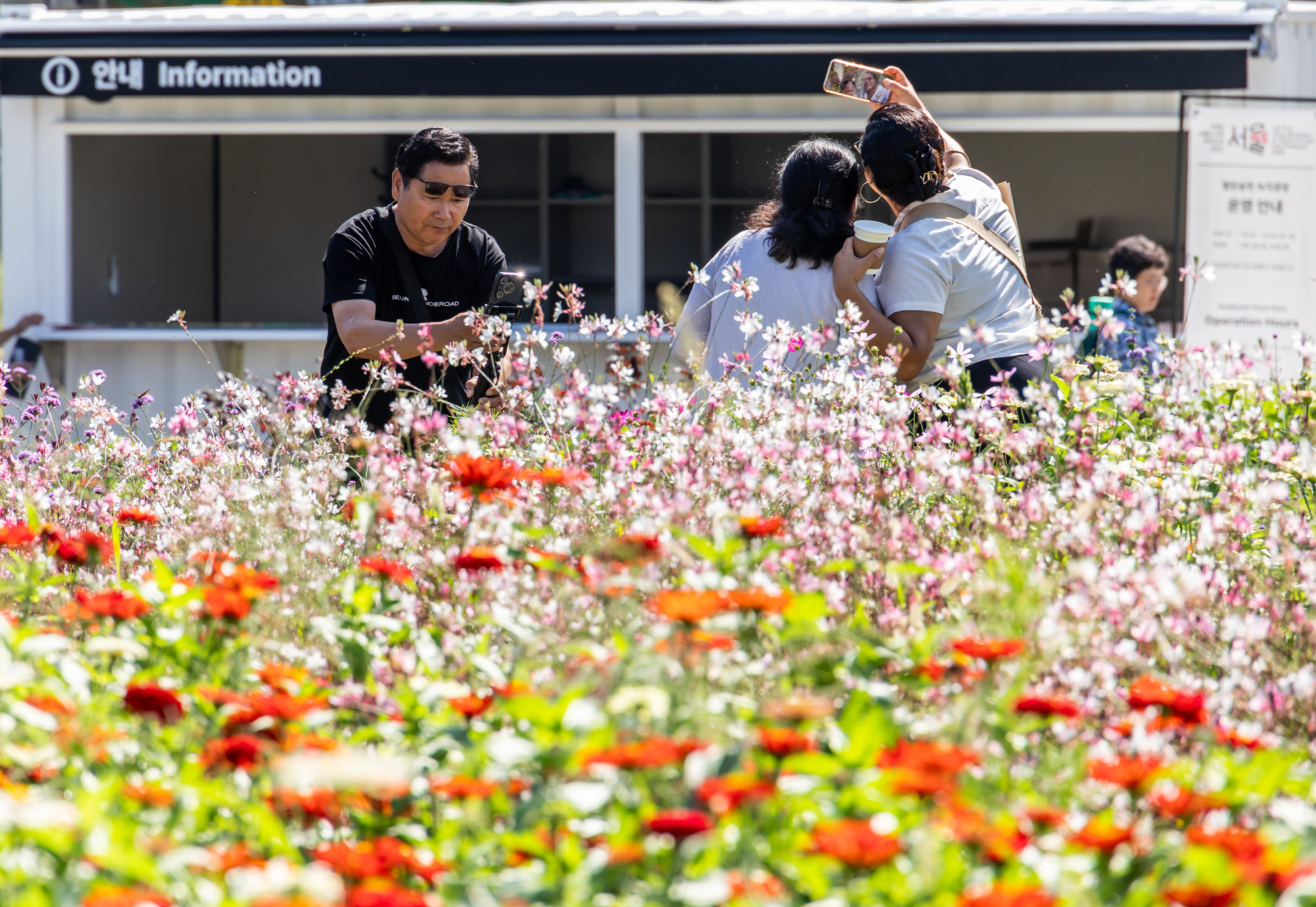 사회;세태;계절스케치;가을스케치;가을하늘;가을꽃;가을코스모스;열린송현녹지광장