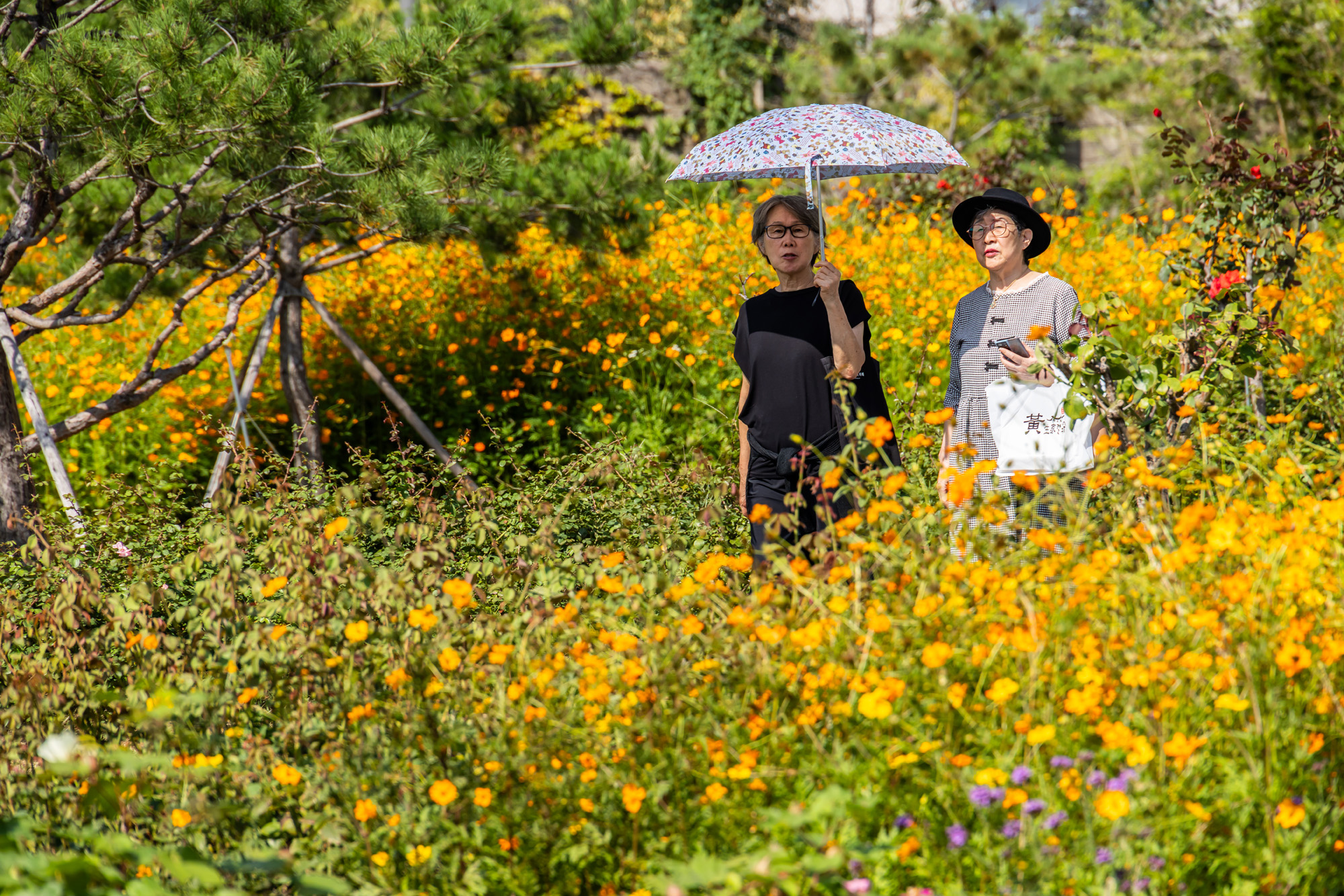 사회;세태;계절스케치;가을스케치;가을하늘;가을꽃;가을코스모스;열린송현녹지광장