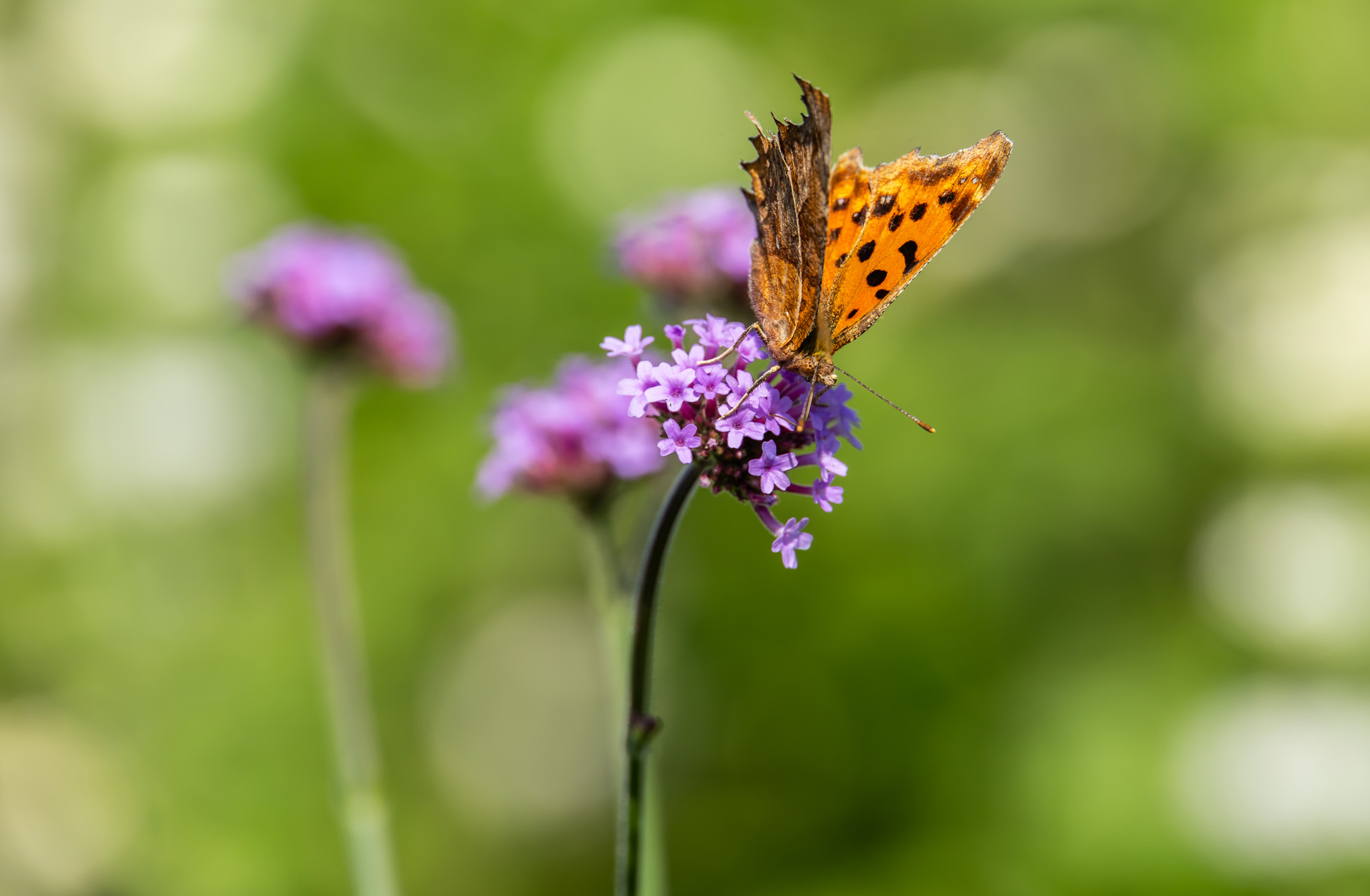 사회;세태;계절스케치;가을스케치;가을하늘;가을꽃;가을코스모스;열린송현녹지광장