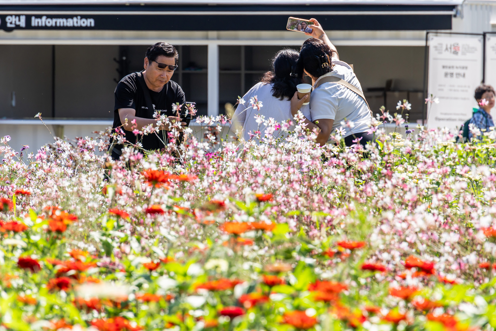 사회;세태;계절스케치;가을스케치;가을하늘;가을꽃;가을코스모스;열린송현녹지광장