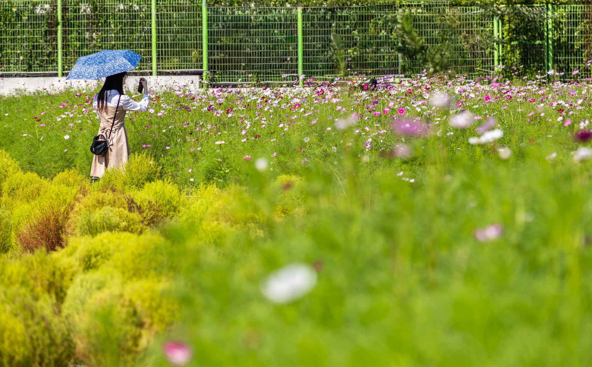 사회;세태;계절스케치;가을스케치;가을하늘;가을꽃;가을코스모스;열린송현녹지광장