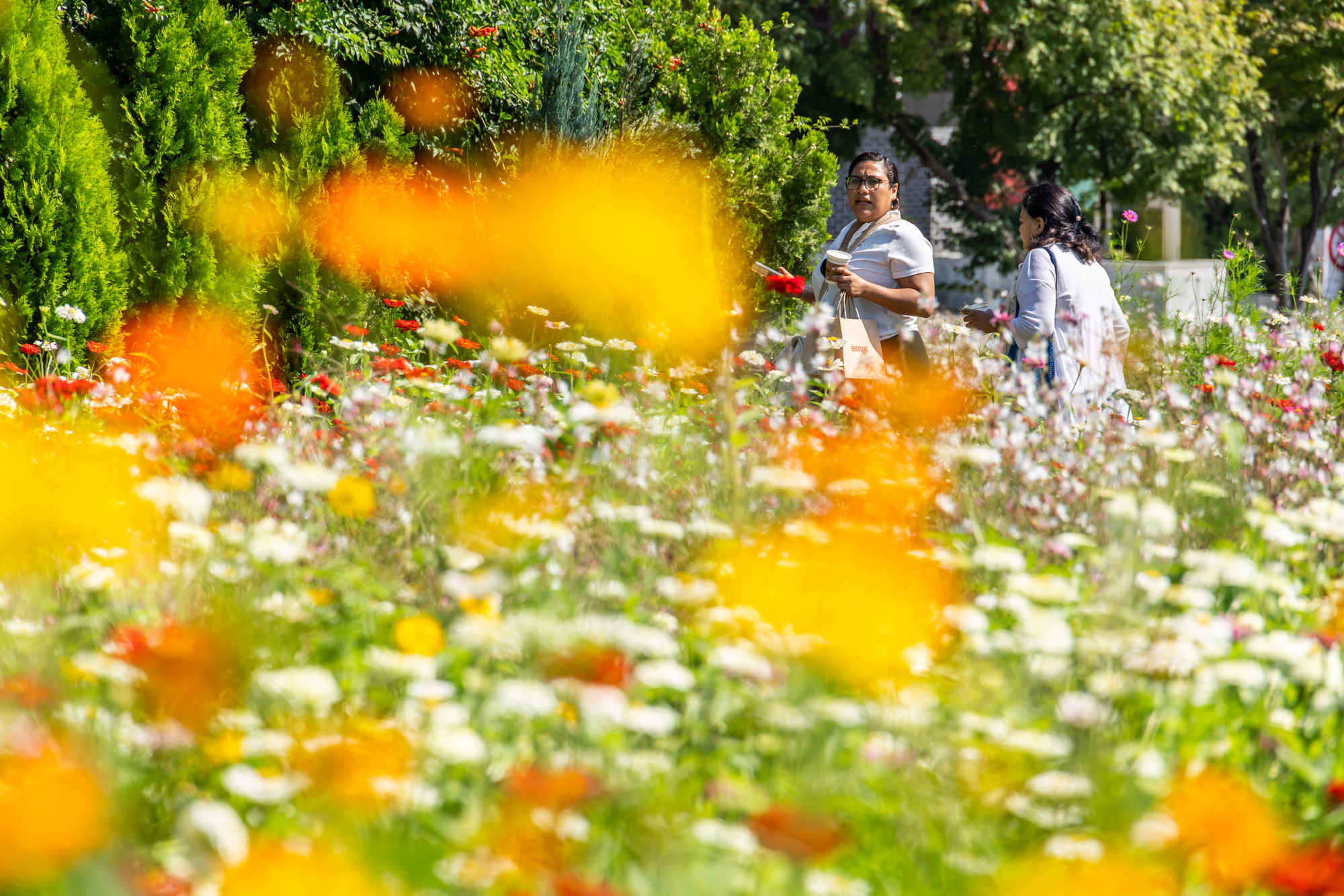 사회;세태;계절스케치;가을스케치;가을하늘;가을꽃;가을코스모스;열린송현녹지광장