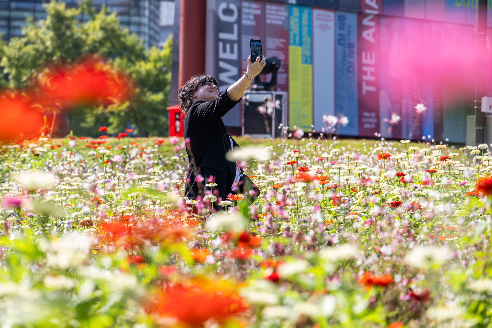 사회;세태;계절스케치;가을스케치;가을하늘;가을꽃;가을코스모스;열린송현녹지광장