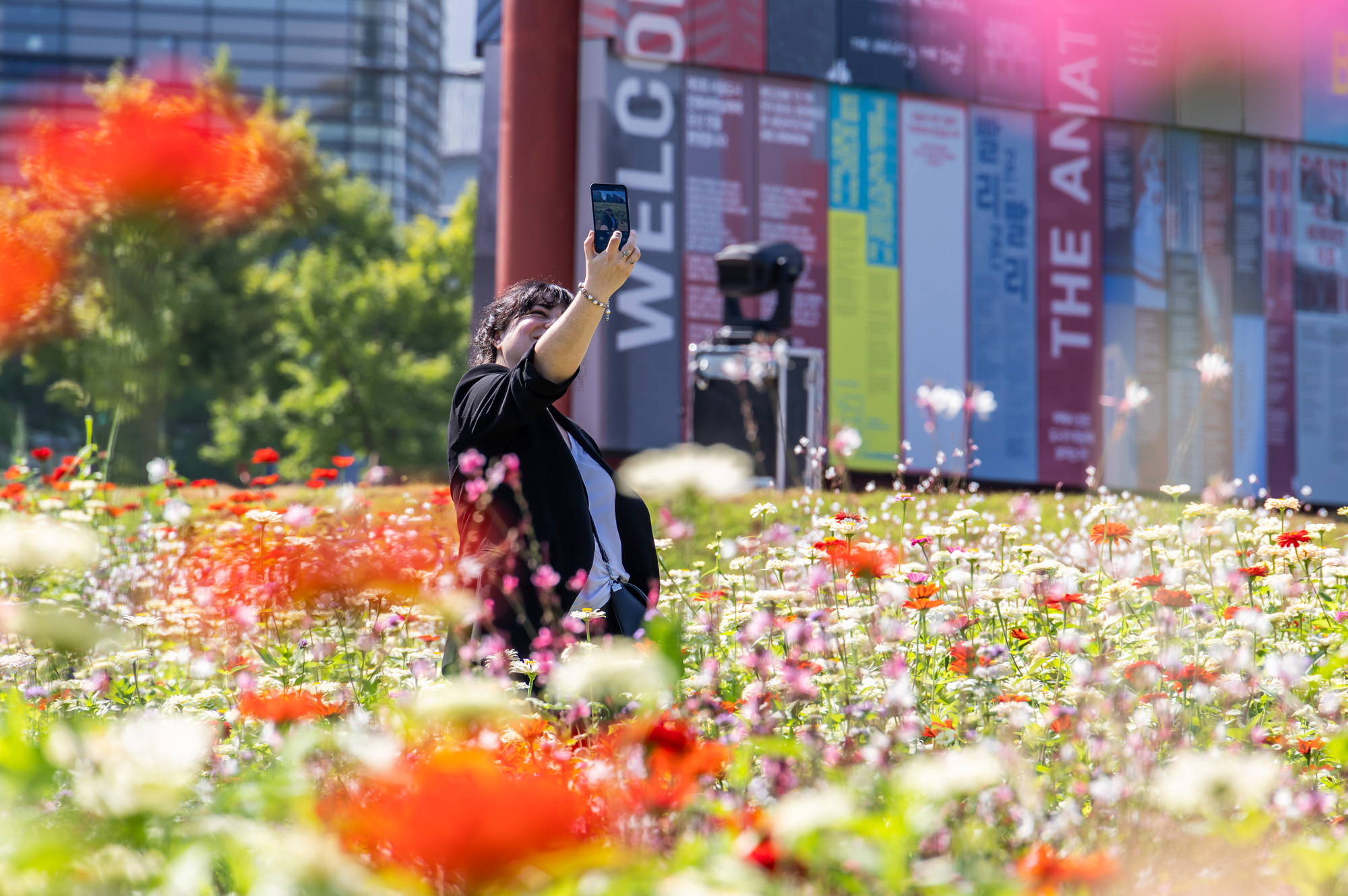 사회;세태;계절스케치;가을스케치;가을하늘;가을꽃;가을코스모스;열린송현녹지광장
