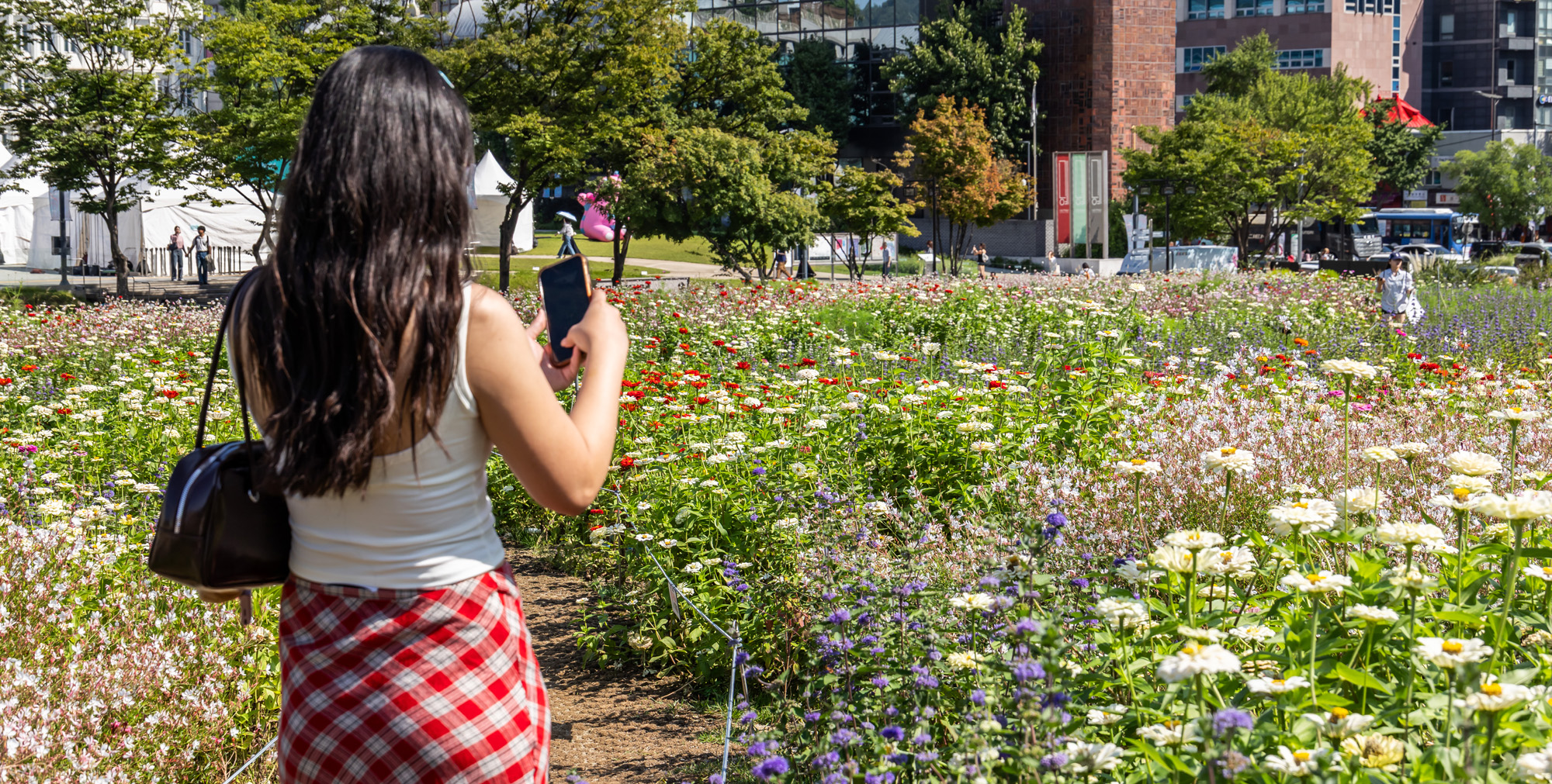 사회;세태;계절스케치;가을스케치;가을하늘;가을꽃;가을코스모스;열린송현녹지광장