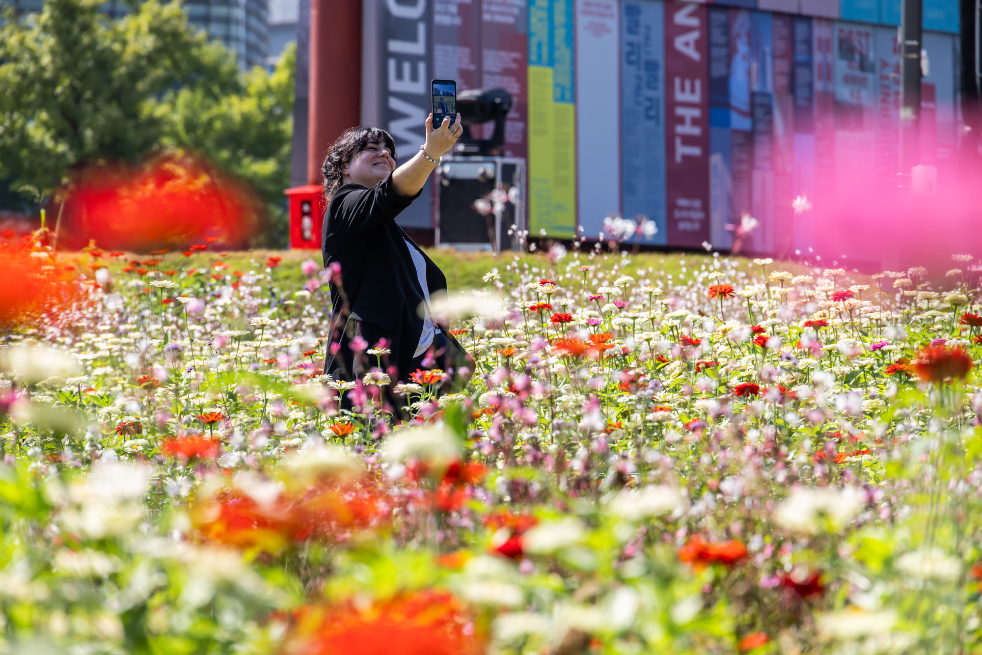 사회;세태;계절스케치;가을스케치;가을하늘;가을꽃;가을코스모스;열린송현녹지광장