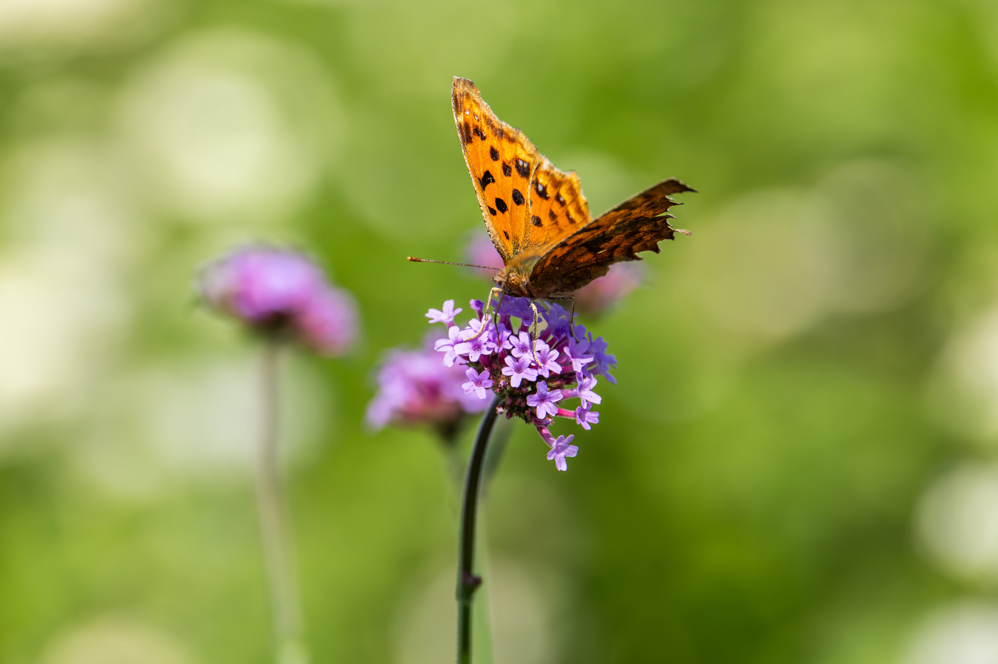 사회;세태;계절스케치;가을스케치;가을하늘;가을꽃;가을코스모스;열린송현녹지광장
