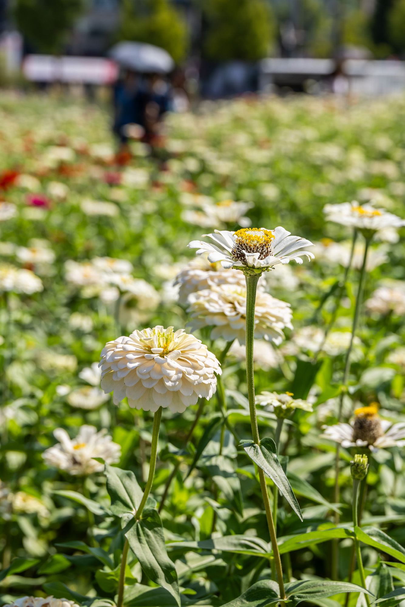 사회;세태;계절스케치;가을스케치;가을하늘;가을꽃;가을코스모스;열린송현녹지광장