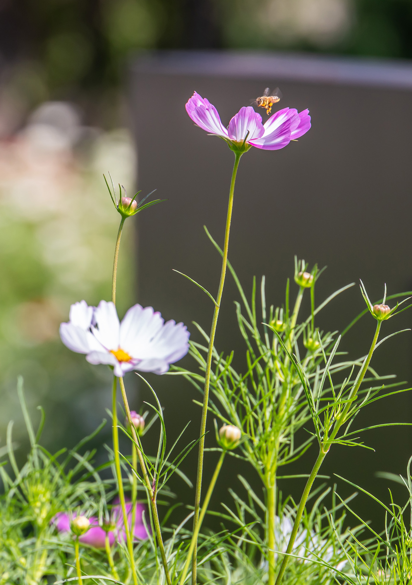 사회;세태;계절스케치;가을스케치;가을하늘;가을꽃;가을코스모스;열린송현녹지광장