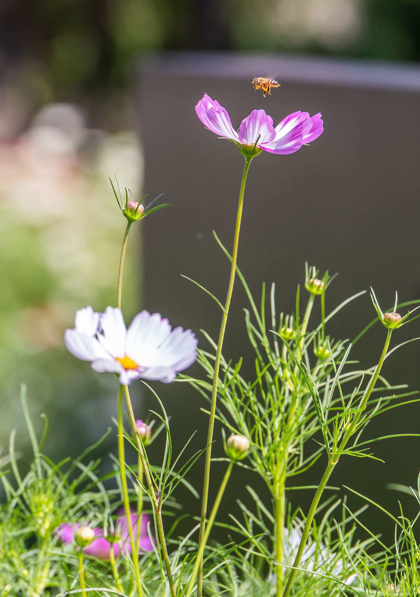 사회;세태;계절스케치;가을스케치;가을하늘;가을꽃;가을코스모스;열린송현녹지광장
