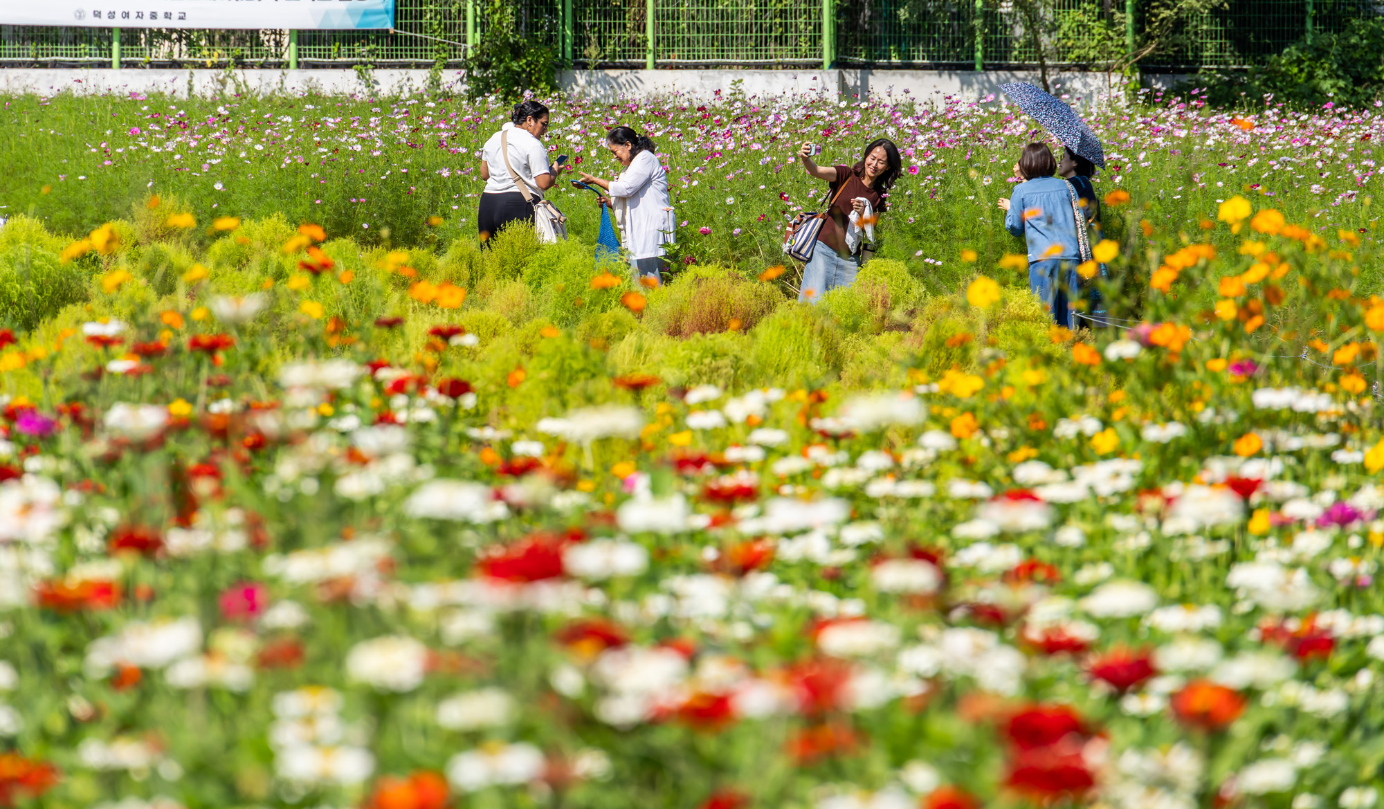사회;세태;계절스케치;가을스케치;가을하늘;가을꽃;가을코스모스;열린송현녹지광장