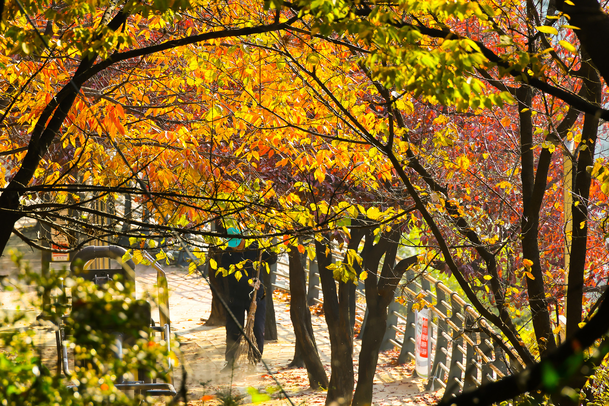 단풍;세검정;가울