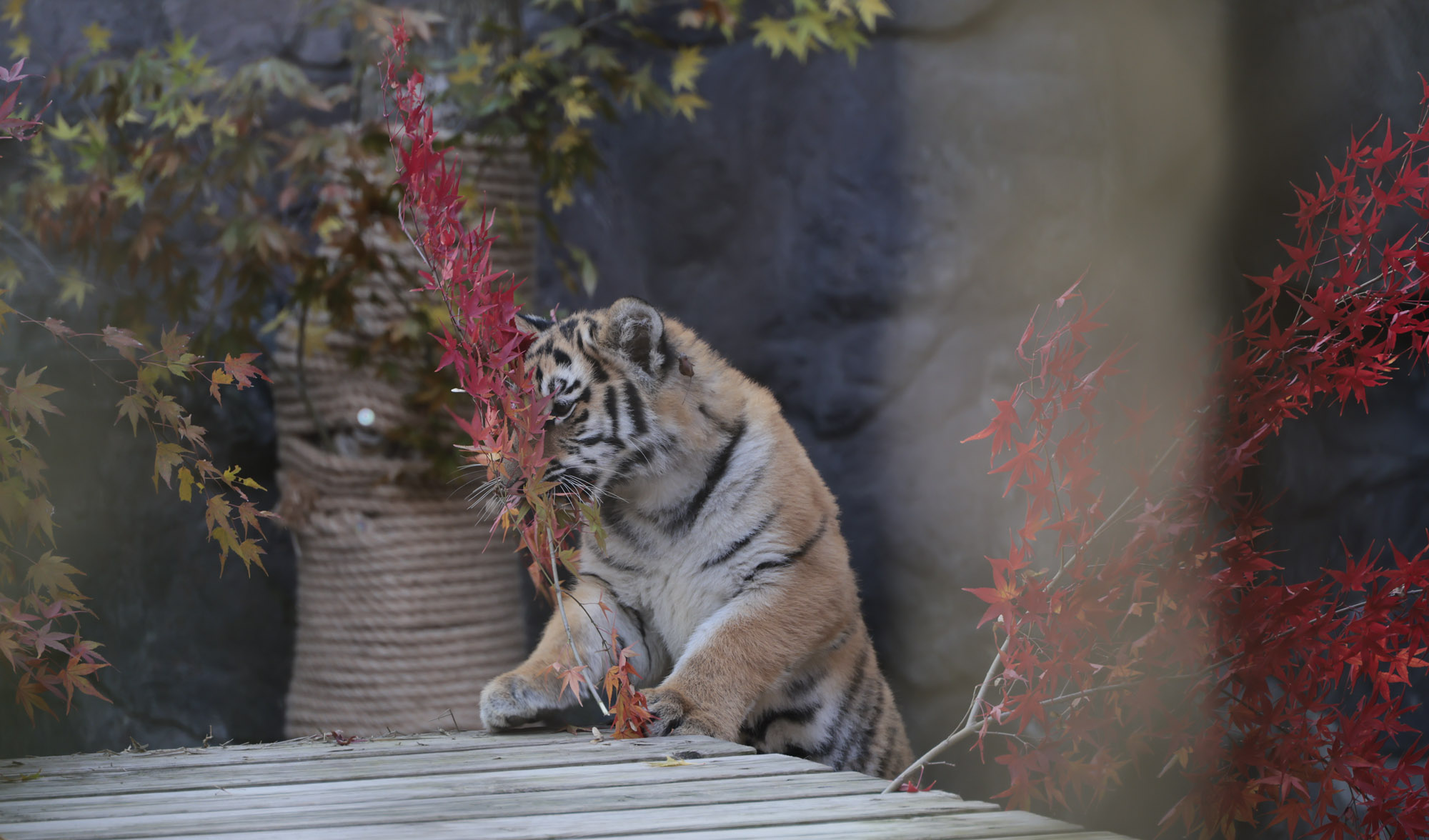 호랑이;설호;시베리아호랑이;범