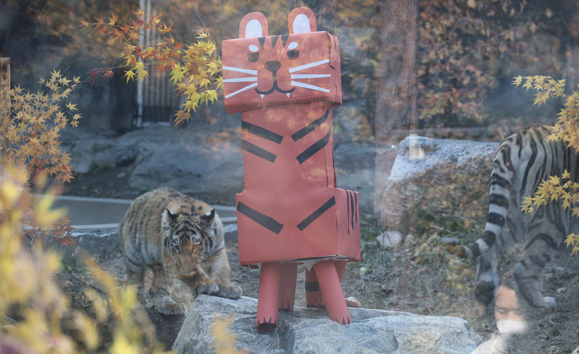 호랑이;설호;시베리아호랑이;범