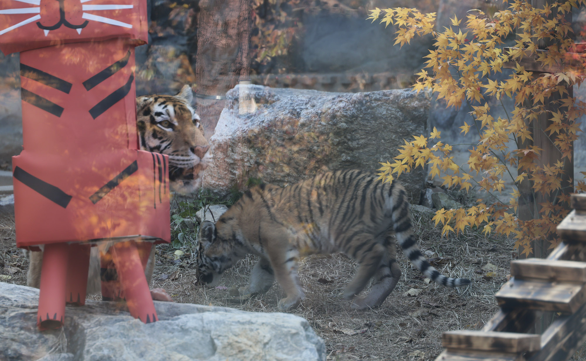 호랑이;설호;시베리아호랑이;범