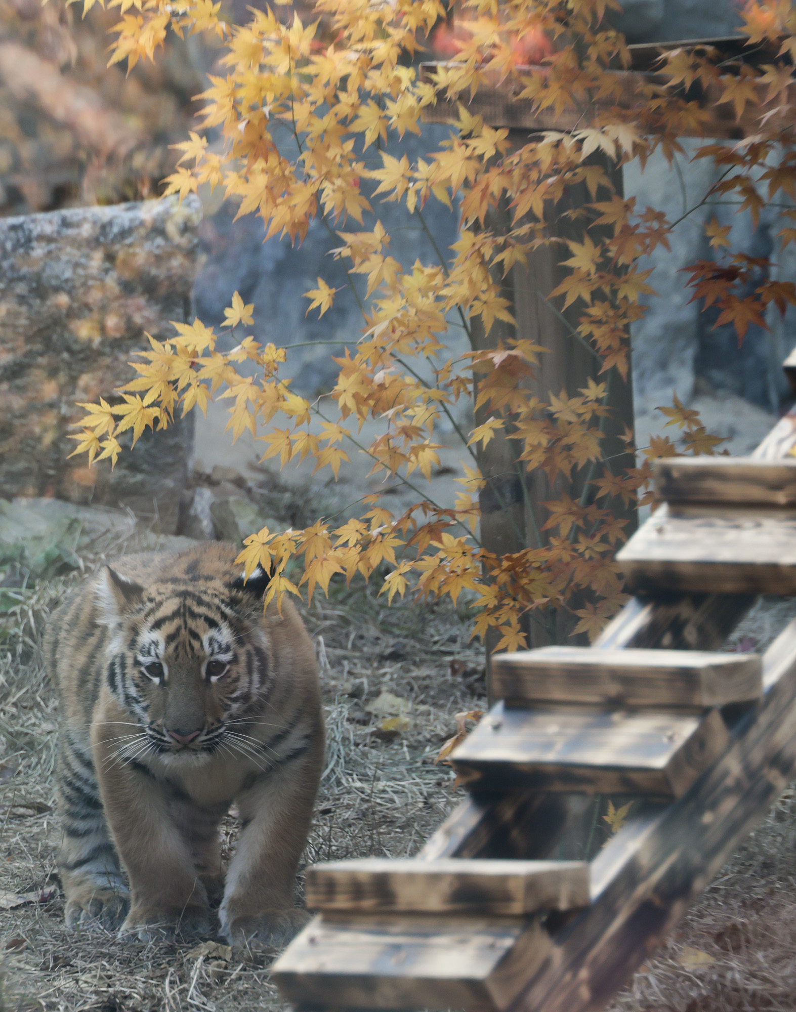호랑이;설호;시베리아호랑이;범