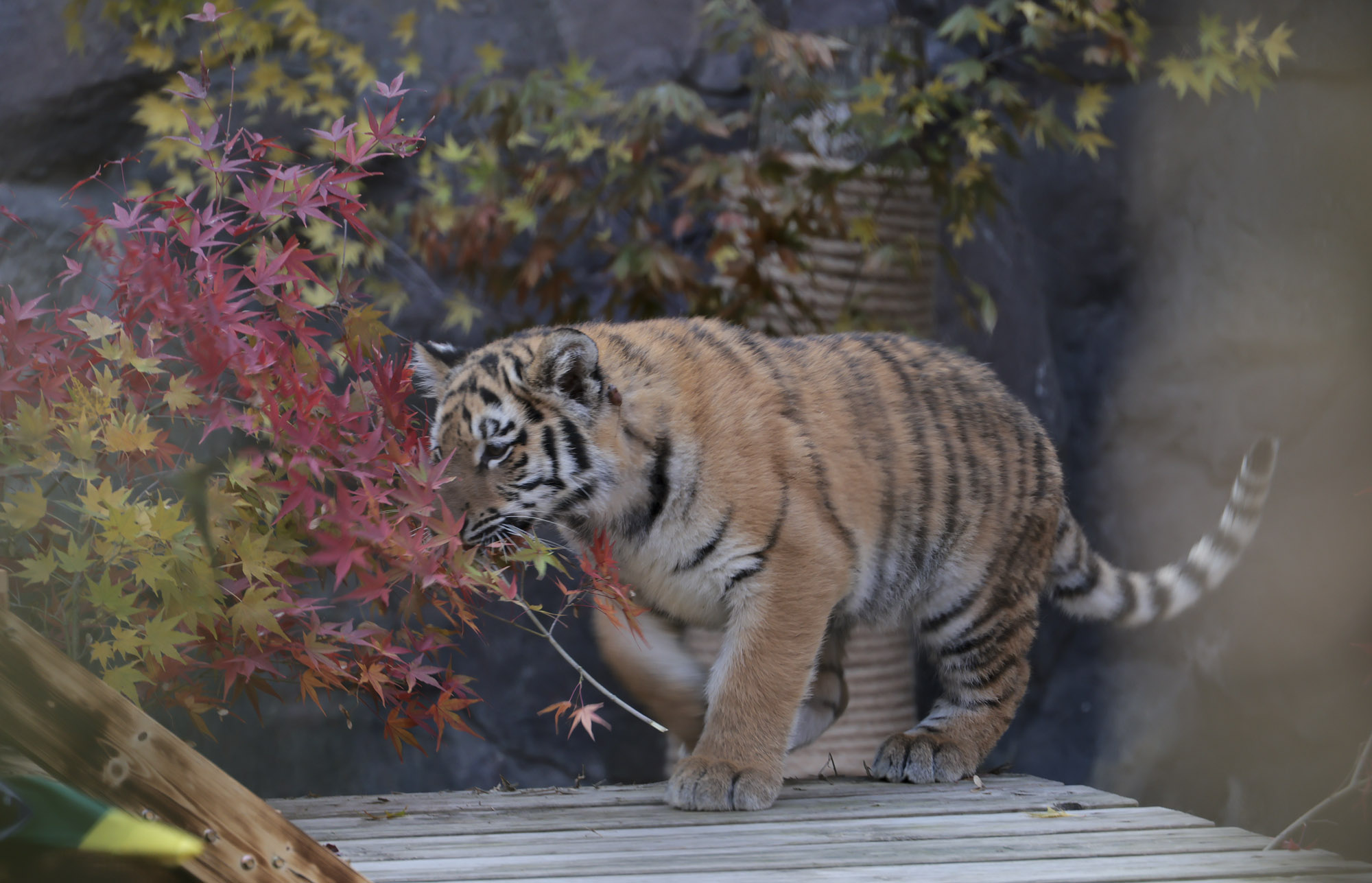 호랑이;설호;시베리아호랑이;범