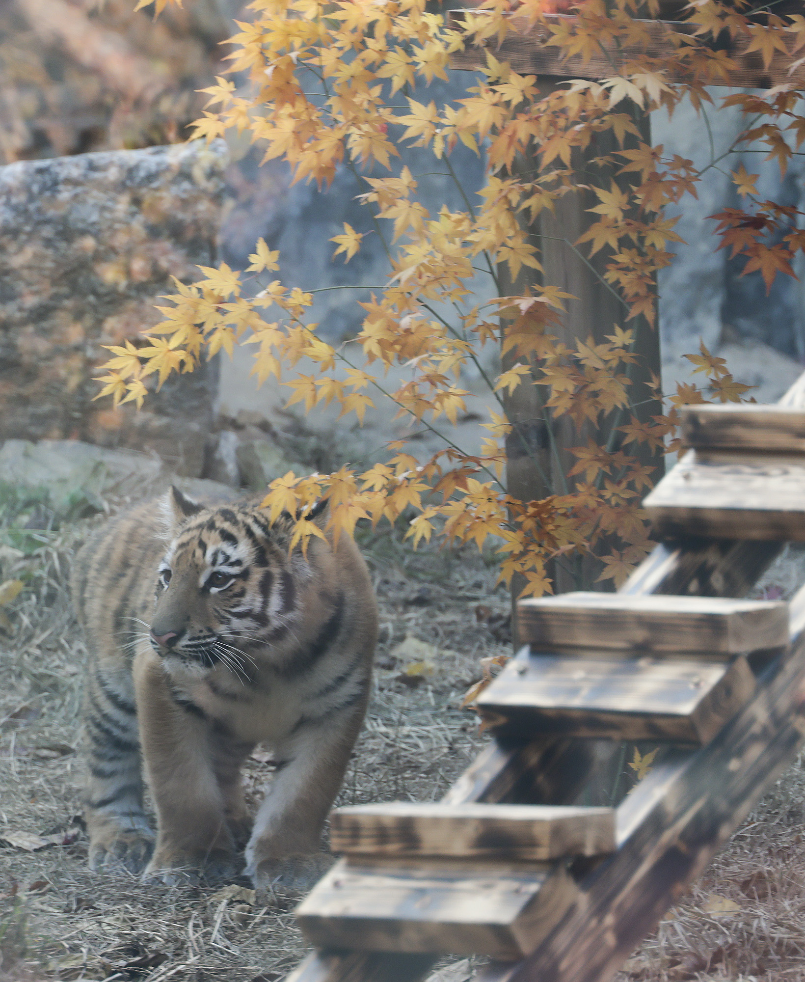 호랑이;설호;시베리아호랑이;범