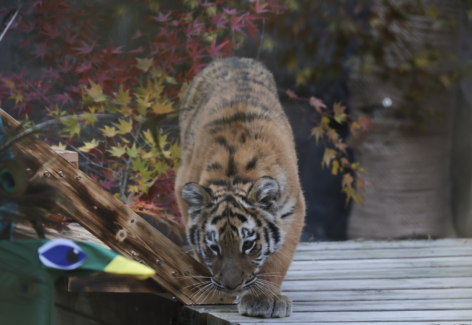 호랑이;설호;시베리아호랑이;범