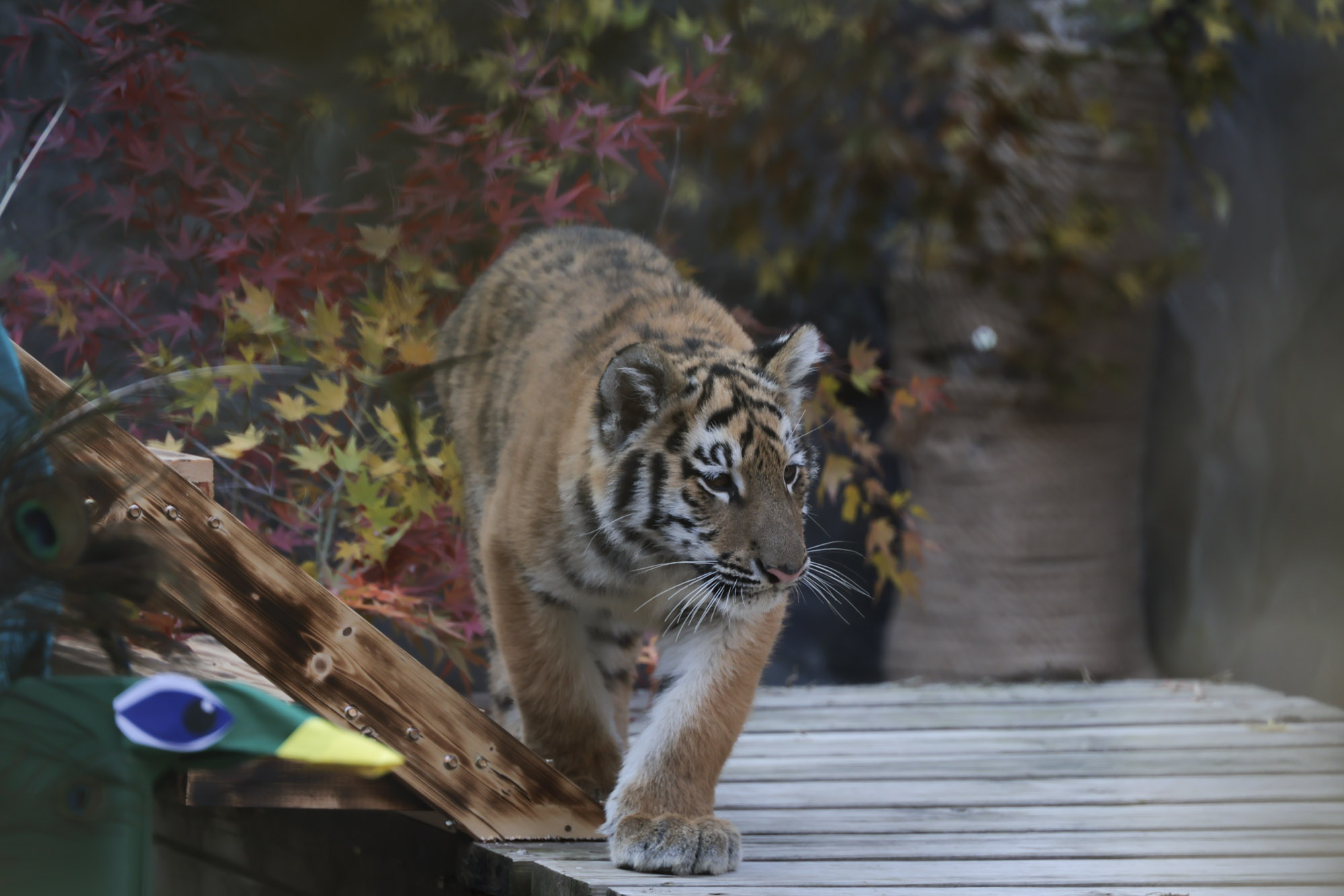 호랑이;설호;시베리아호랑이;범