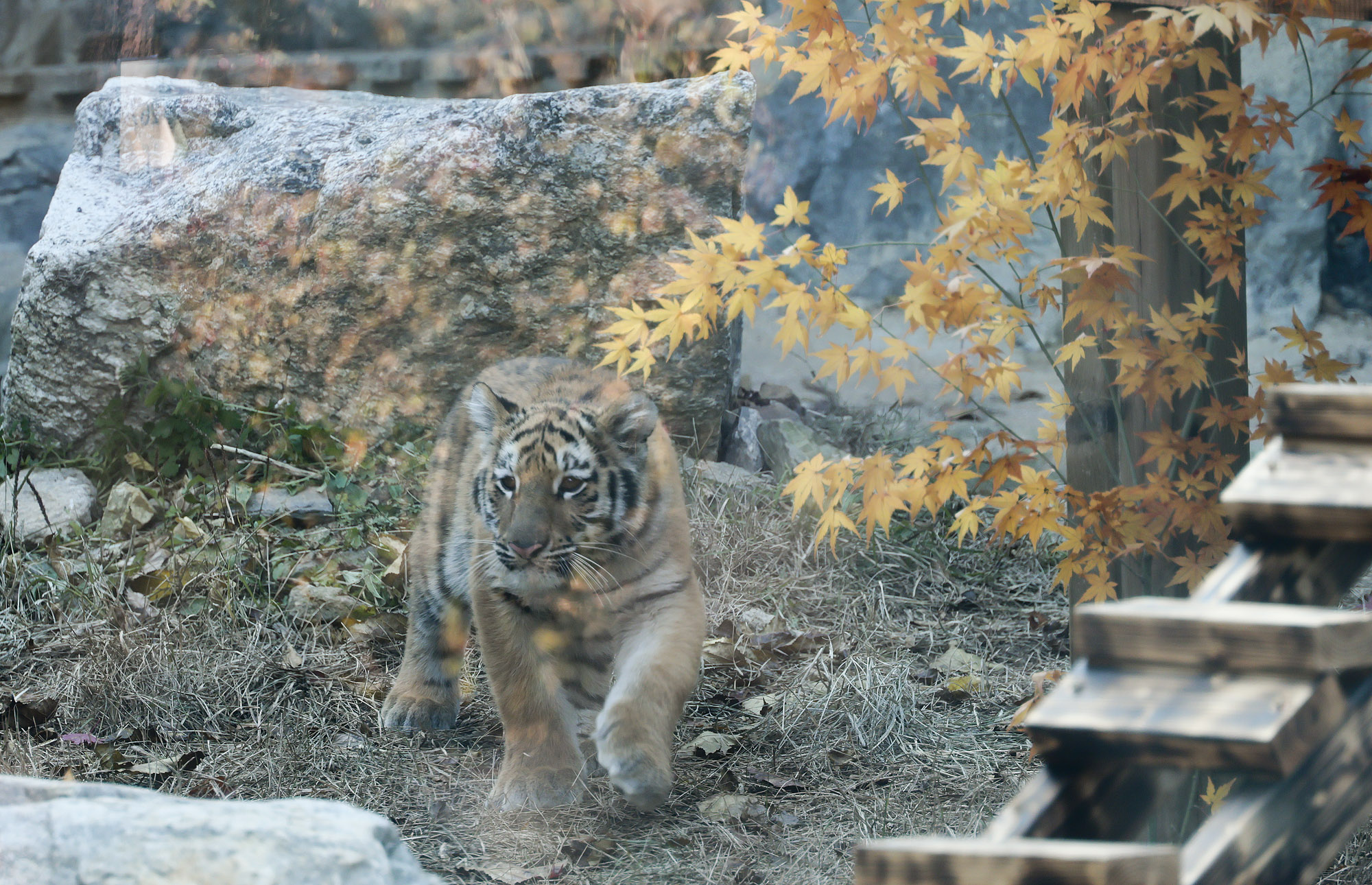 호랑이;설호;시베리아호랑이;범