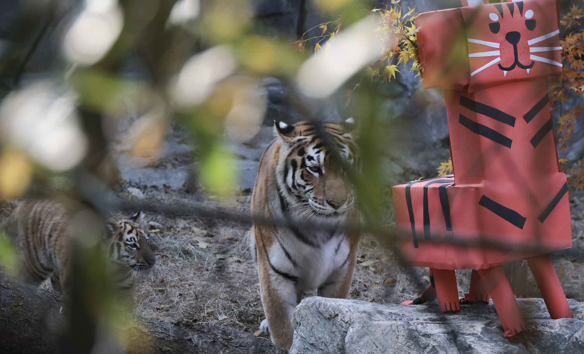 호랑이;설호;시베리아호랑이;범